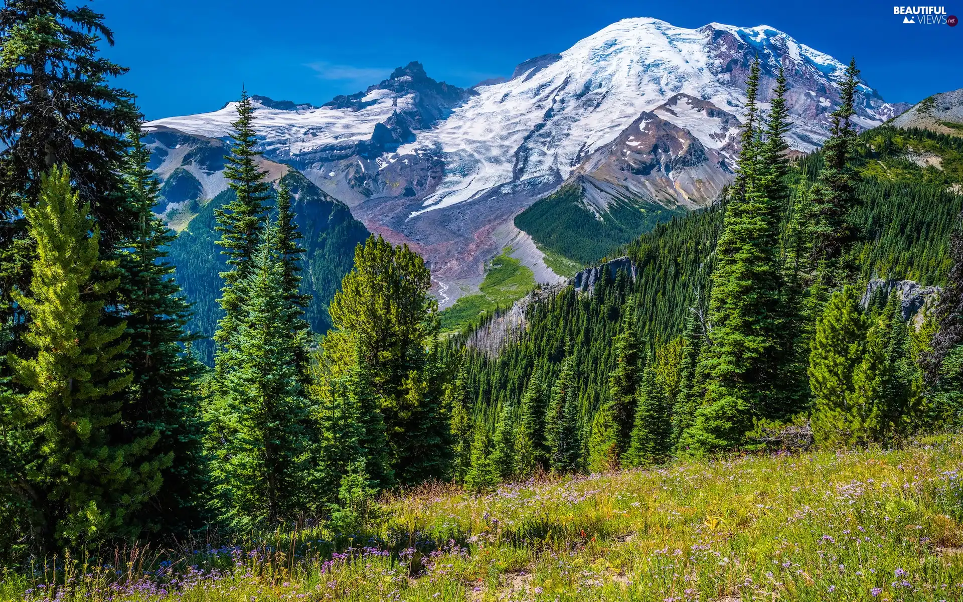 trees, Snowy, Spruces, viewes, Meadow, The United States, Washington State, Stratovolcano Mount Rainier, Mountains, Mount Rainier National Park, Flowers