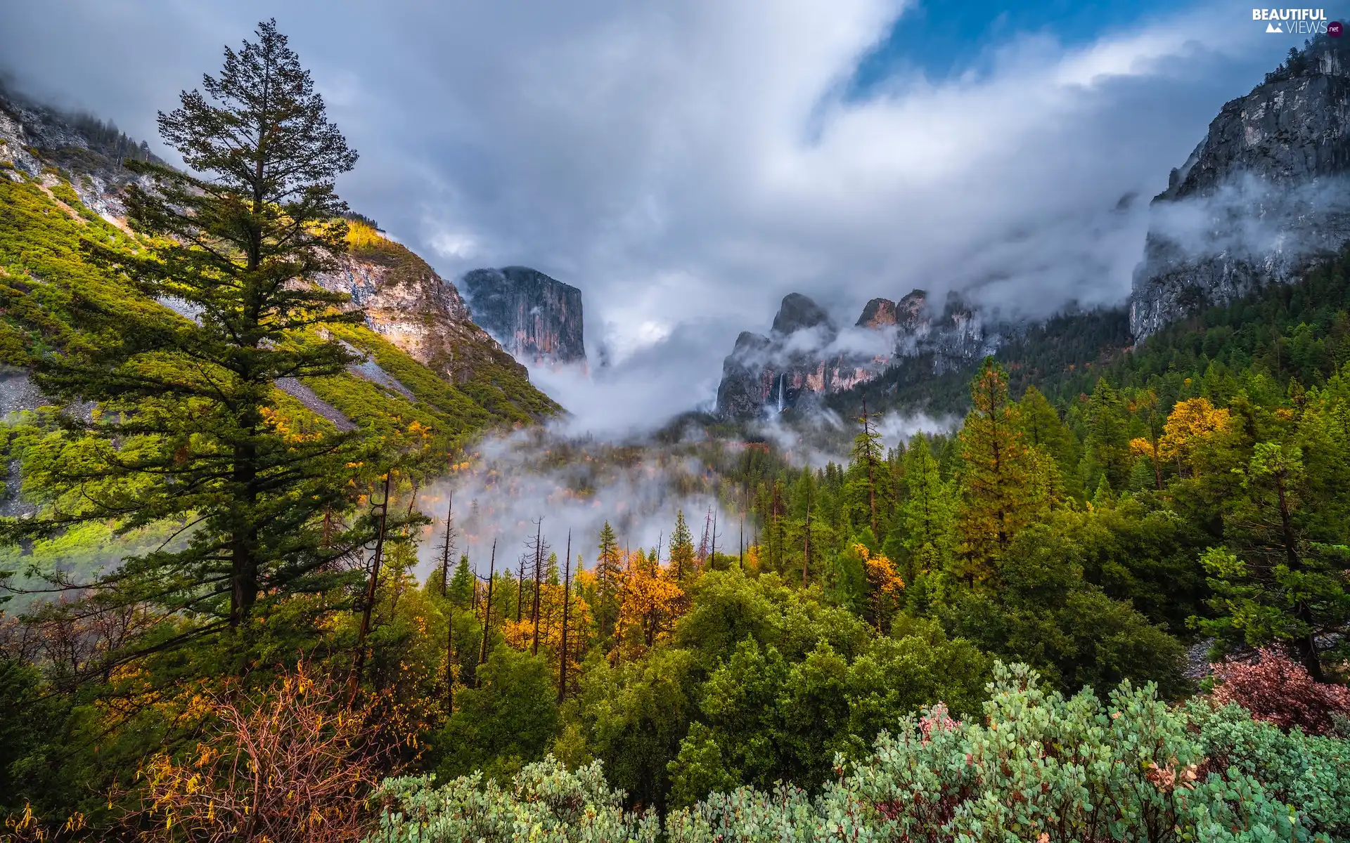 The United States, Mountains, Bush, Fog, viewes, California, Yosemite National Park, trees