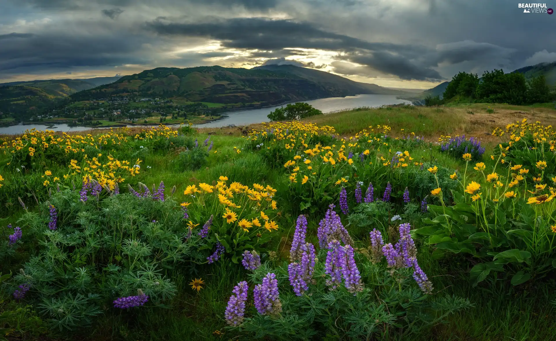 The Hills, Columbia River Gorge Nature Reserve, Meadow, Flowers, State of Oregon, The United States, River, Mountains, lupine