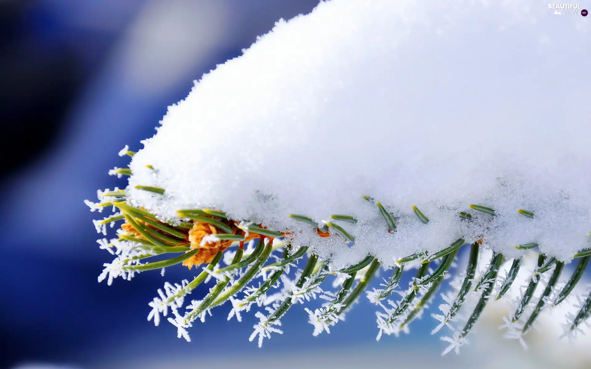 A snow-covered, pine, needle, twig