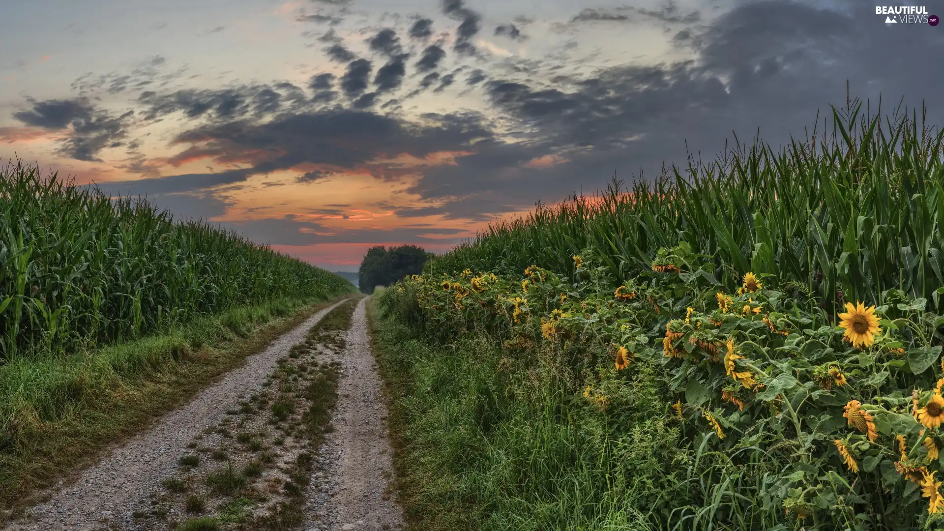 Nice sunflowers, Way, clouds, Field, Field, corn, Great Sunsets