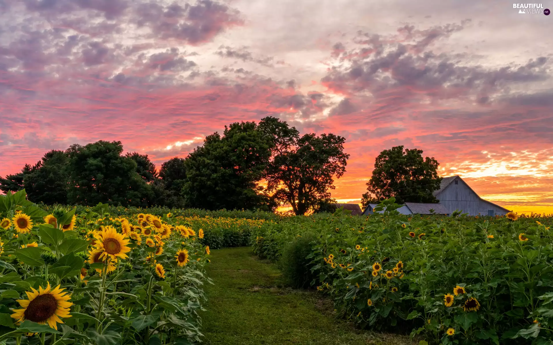 Nice sunflowers, trees, Great Sunsets, viewes, clouds, Flowers, Field, Houses