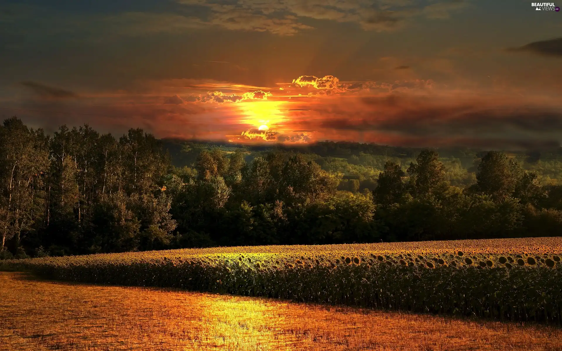 west, forest, Nice sunflowers, sun