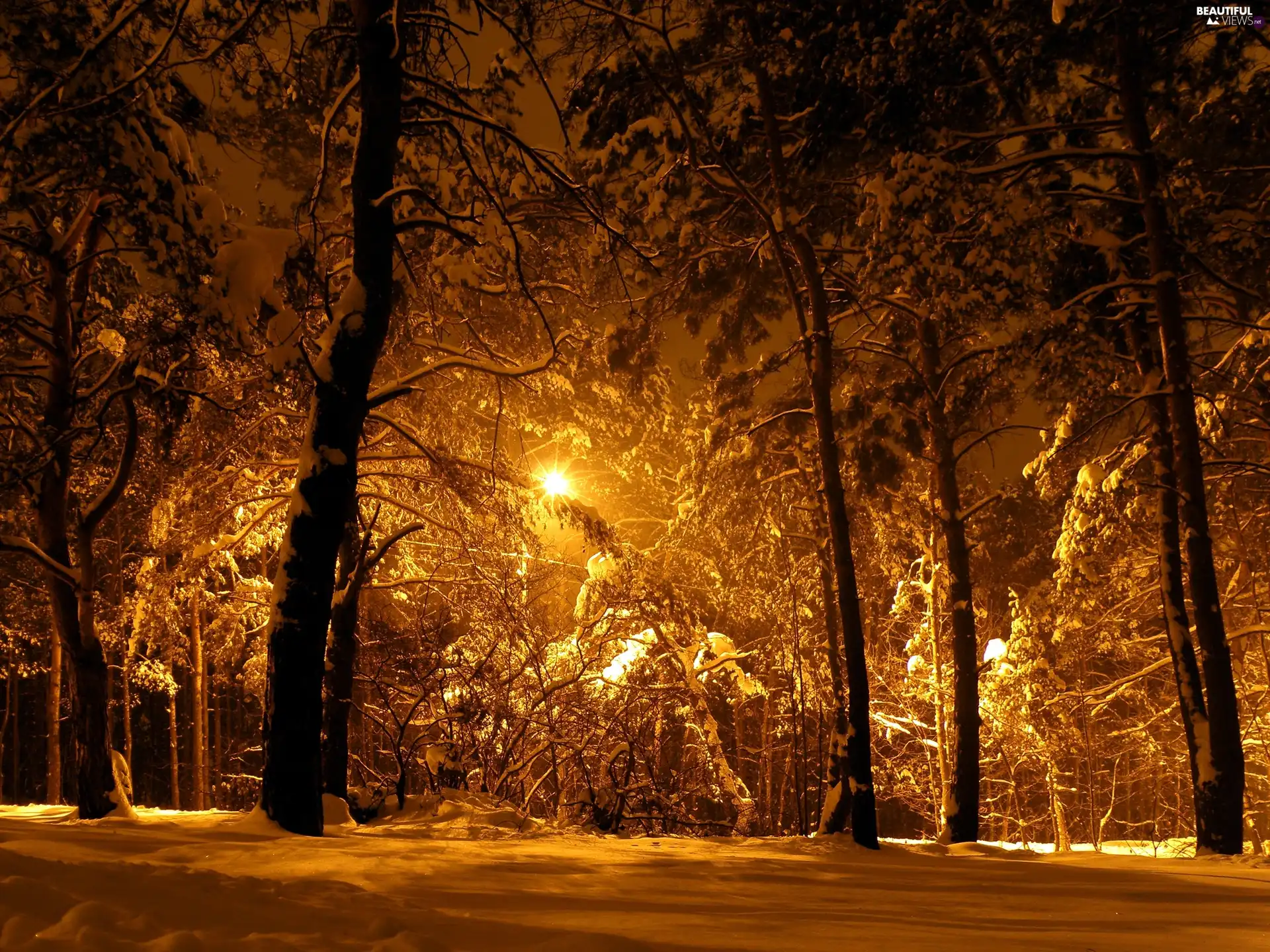Night, forest, winter