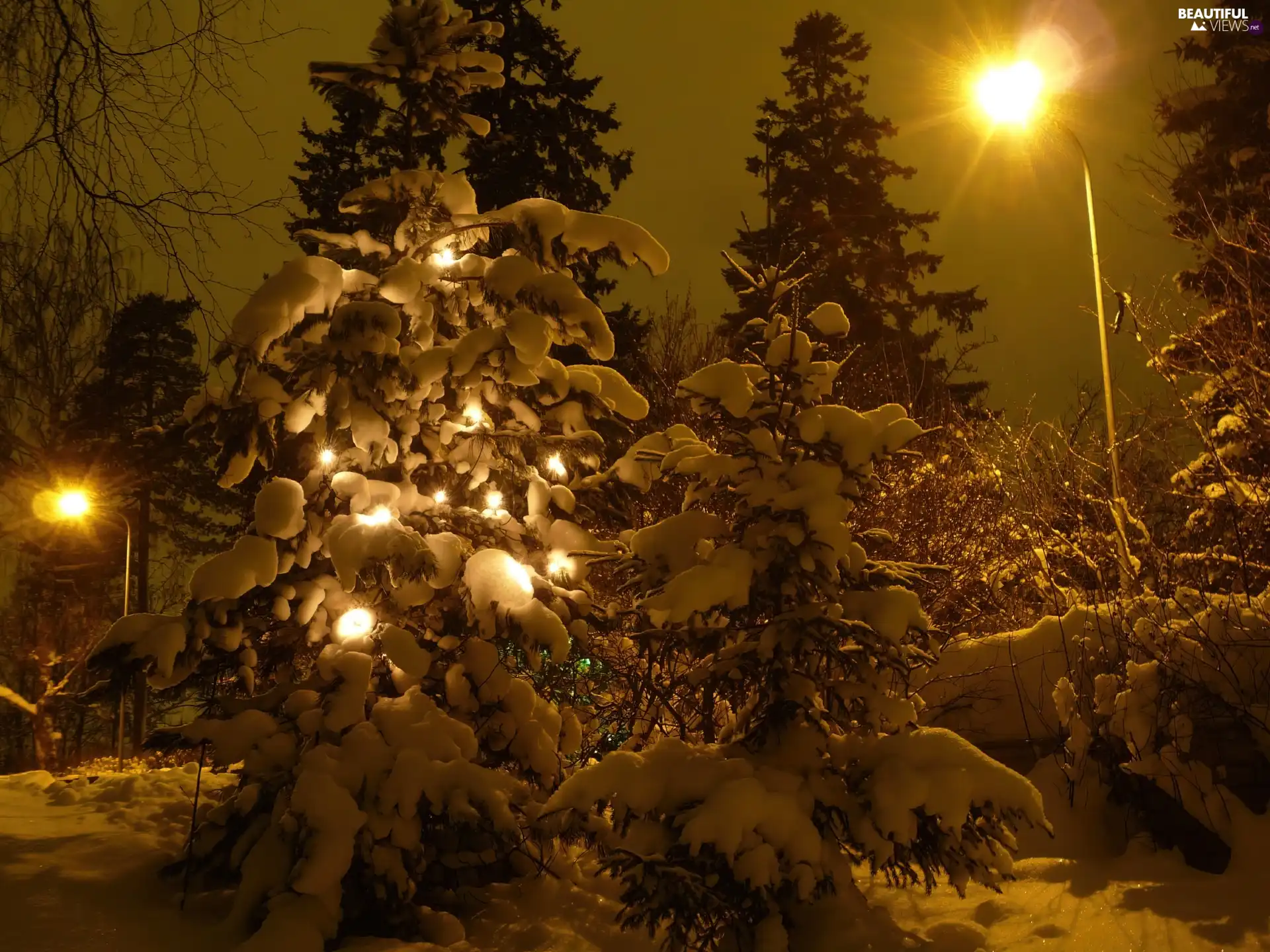 winter, sapling, Night, illuminated