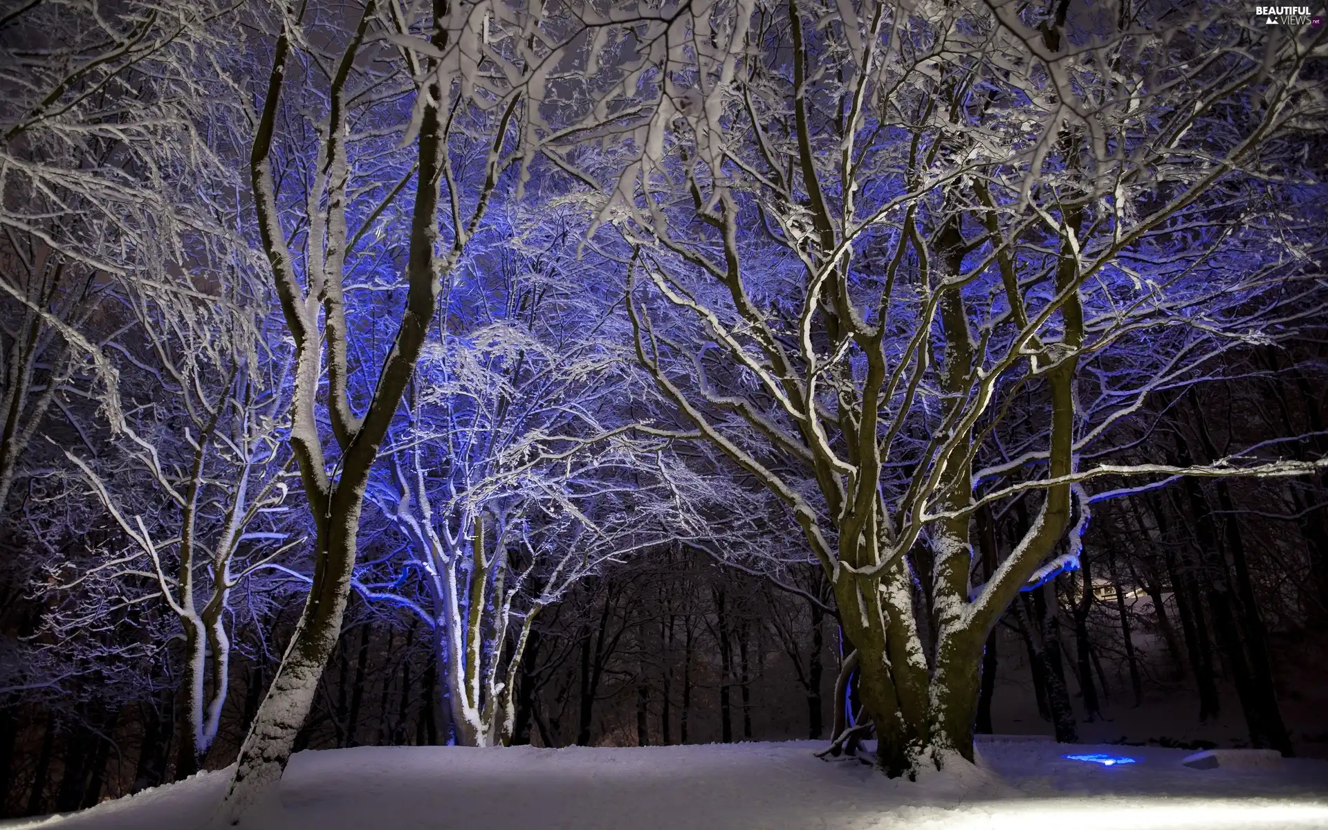 Night, winter, viewes, forest, trees
