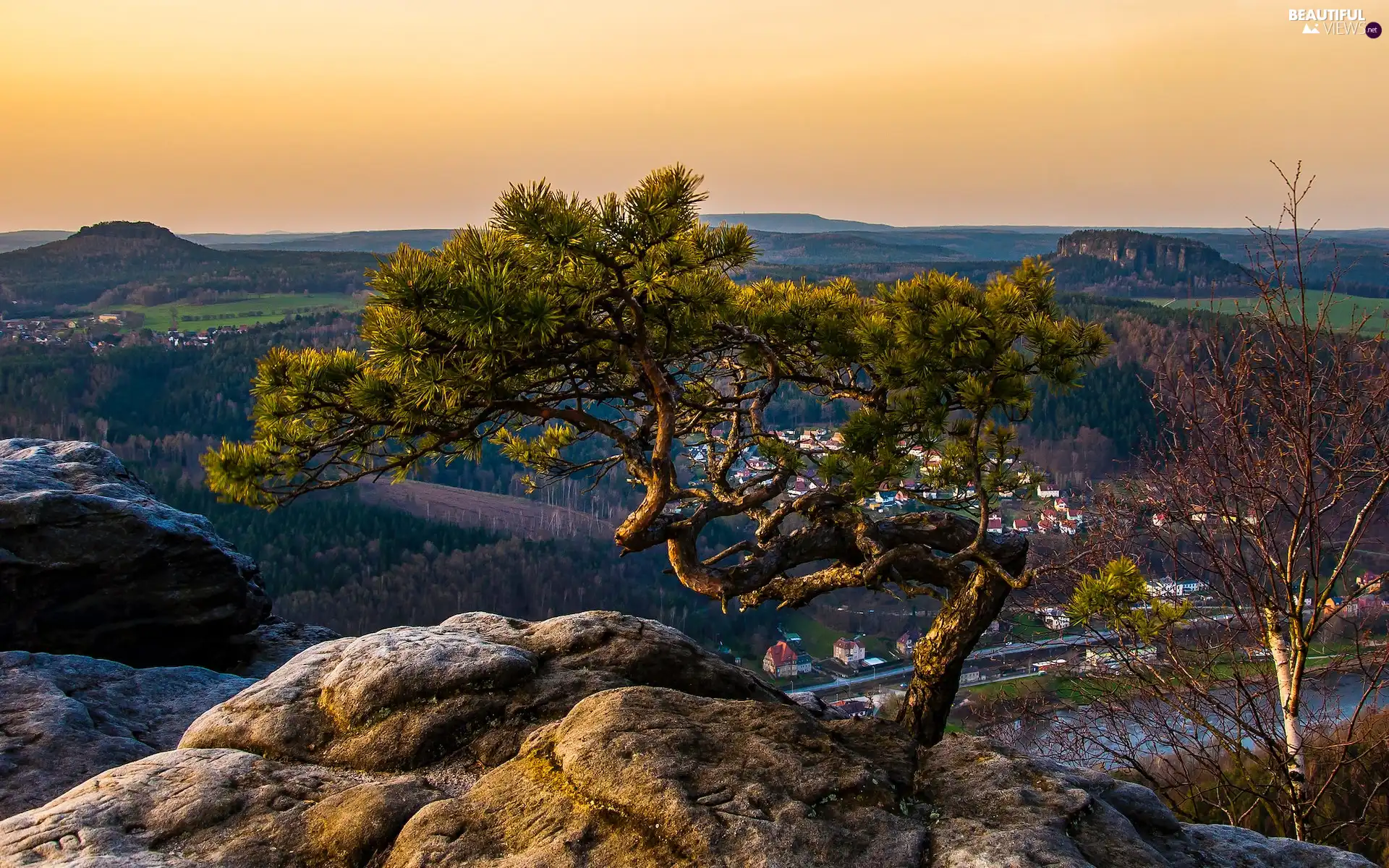 Saxony, Germany, Saxon Switzerland National Park, Děčínská vrchovina, pine, Rocks, Sunrise, trees, Lilienstein Mountain