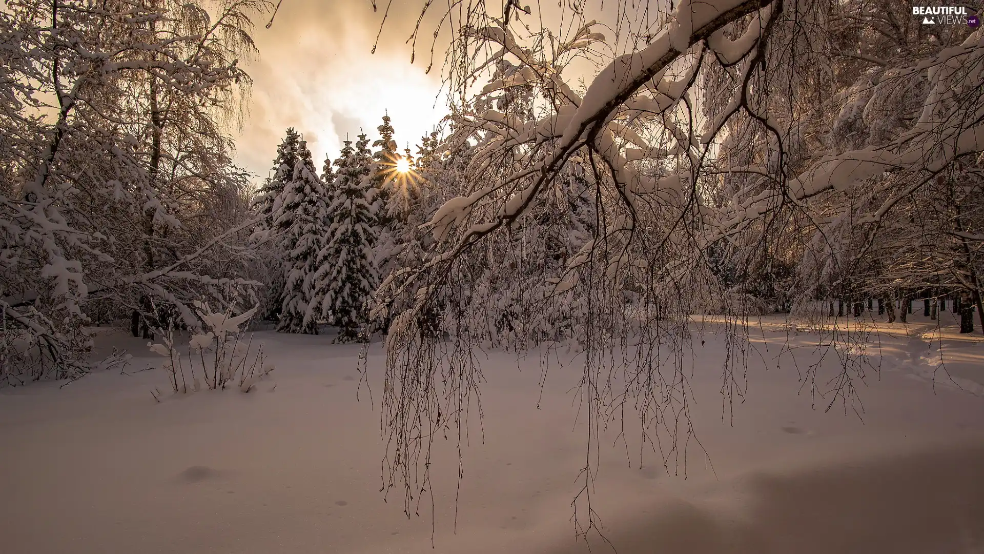 forest, trees, branch pics, viewes, Snowy, snow, winter, rays of the Sun