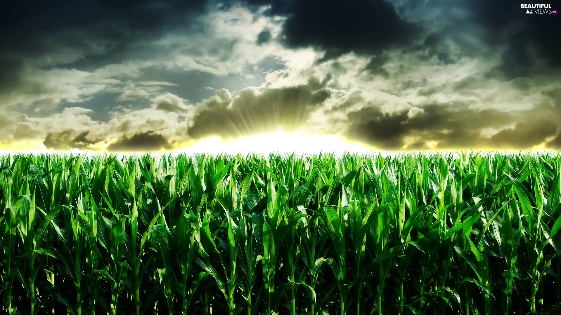 Field, clouds, rays of the Sun, corn-cob