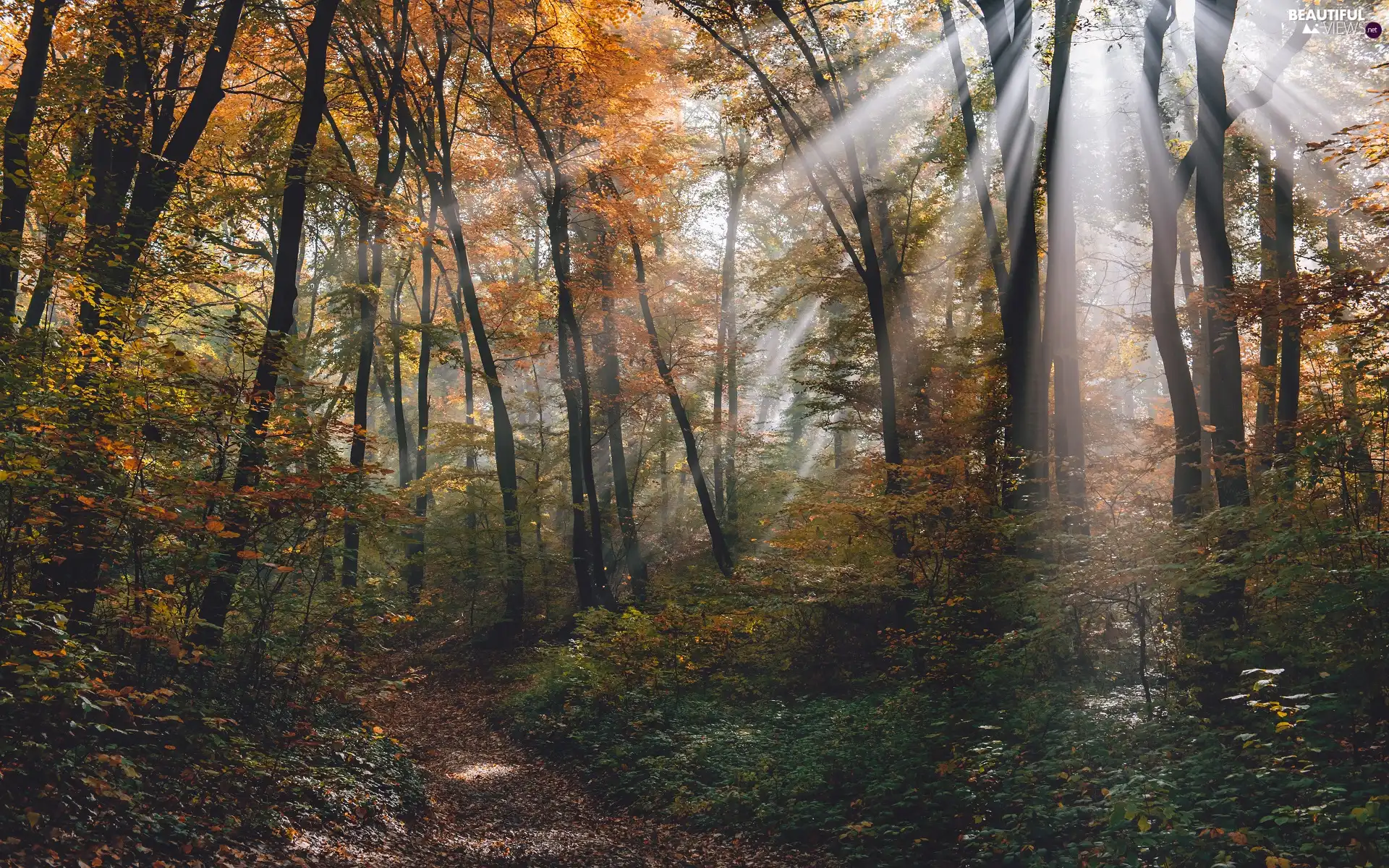 viewes, forest, rays of the Sun, trees, autumn, Path, light breaking through sky