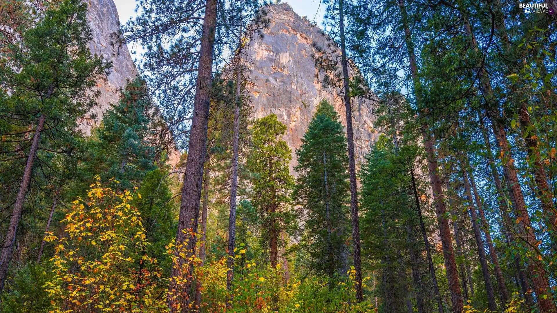 viewes, Mountains, State of California, trees, Yosemite National Park, pine, The United States