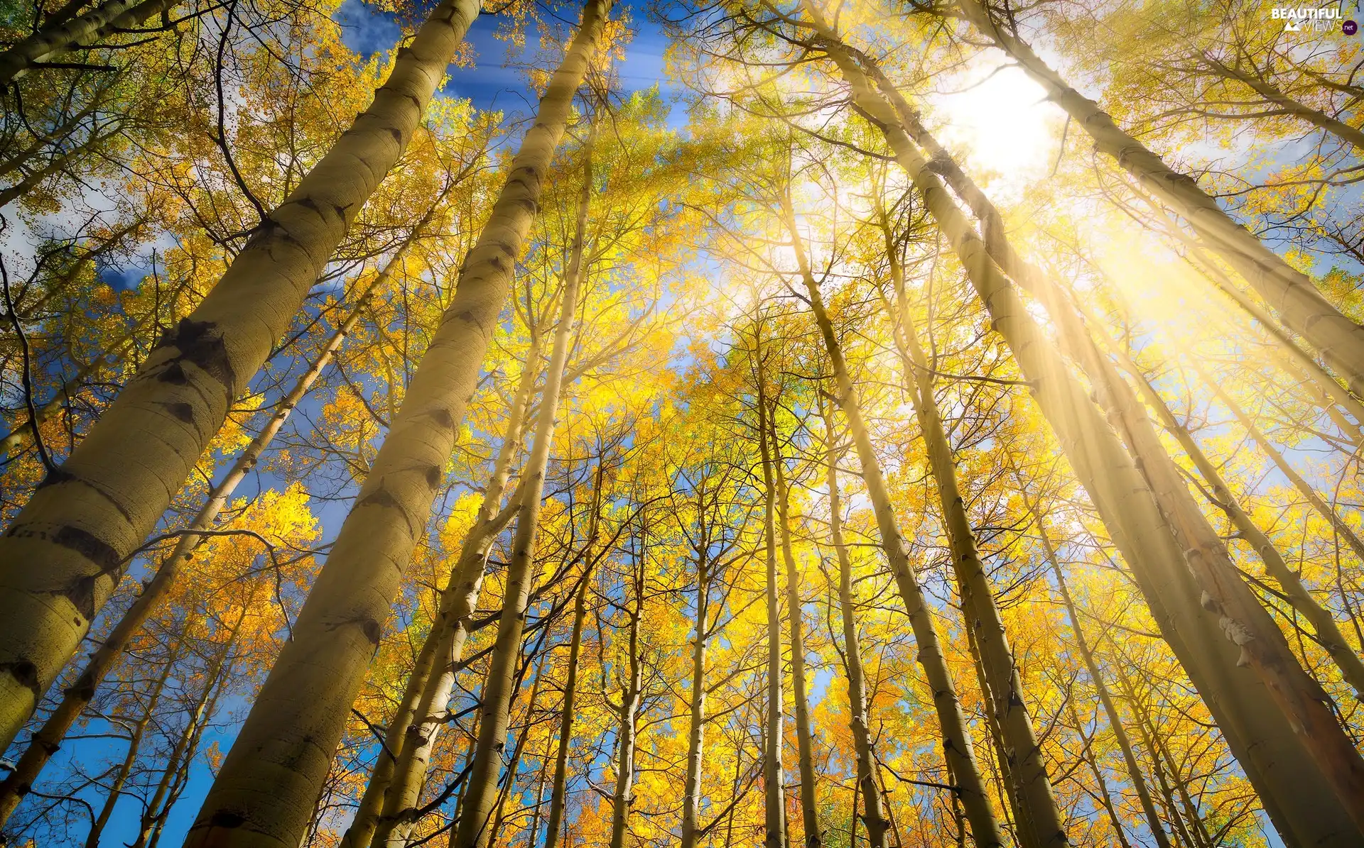 trees, birch, rays of the Sun, viewes