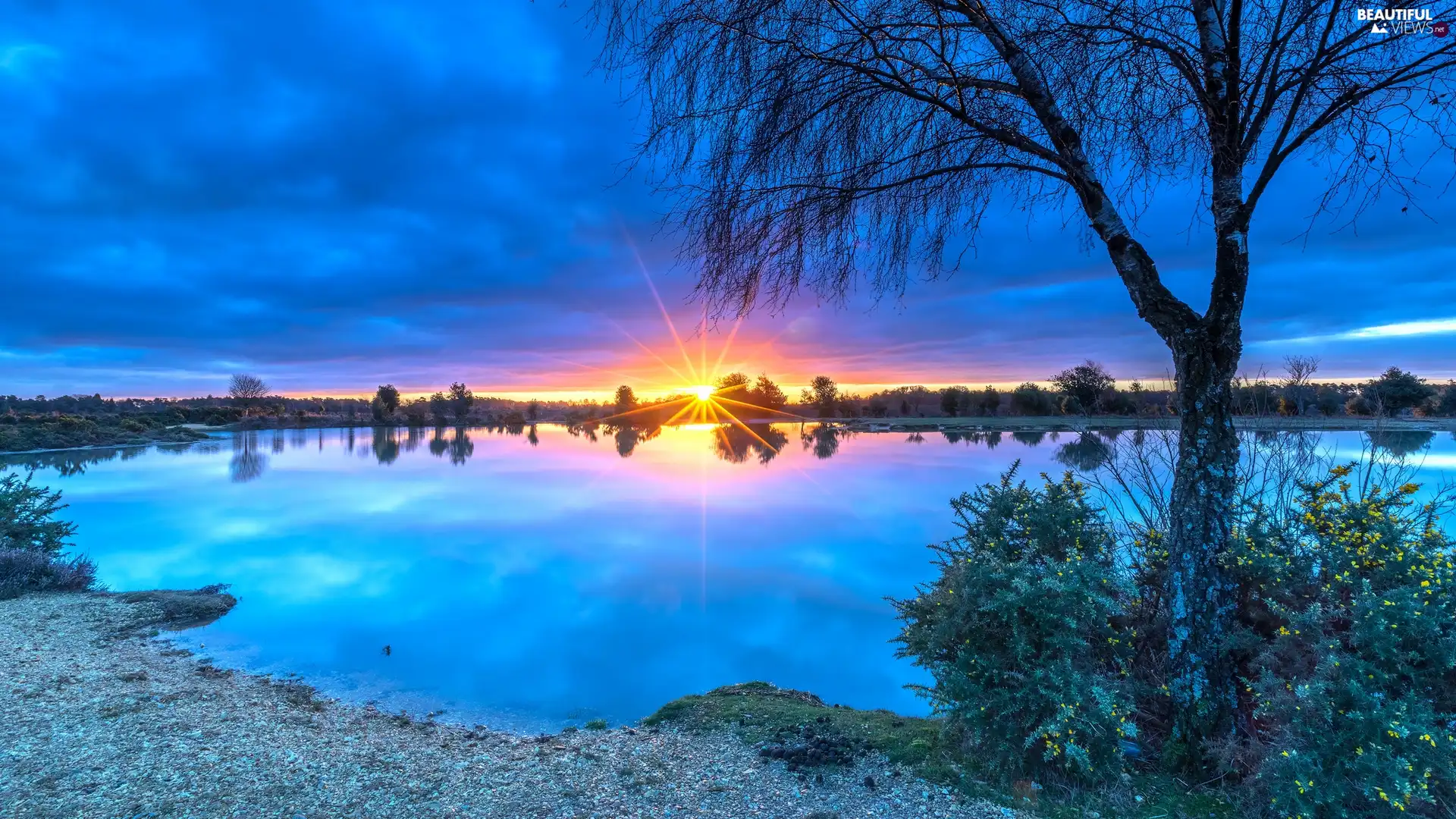 lake, Bush, rays of the Sun, trees