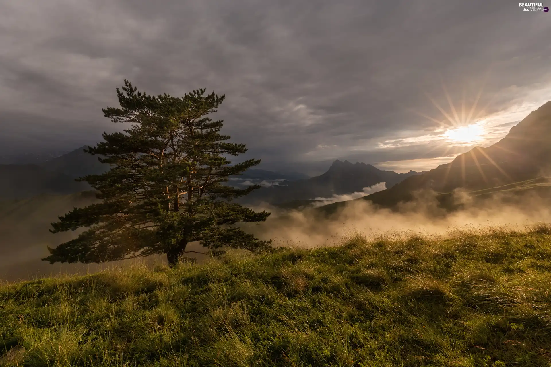 trees, Mountains, rays of the Sun, Meadow