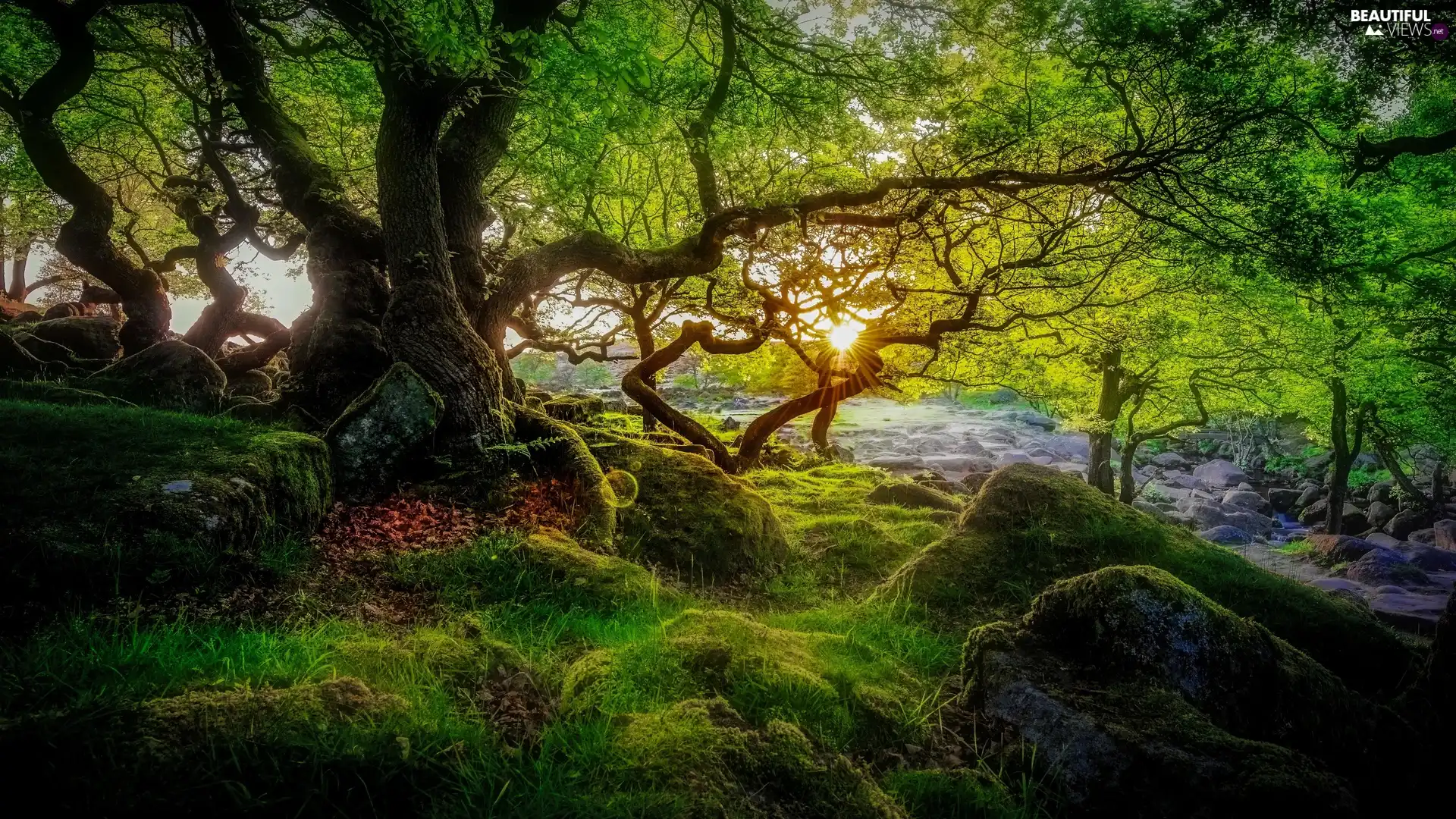 trees, Stones, rays of the Sun, mossy