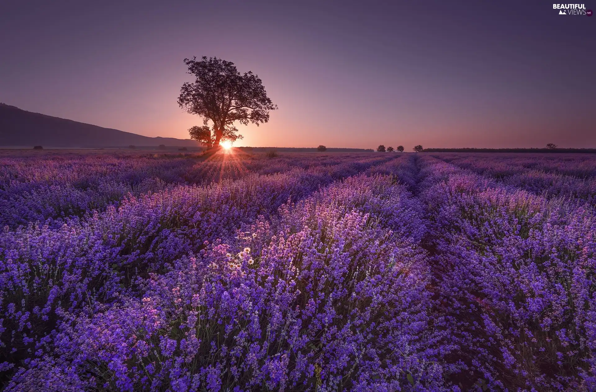 Field, trees, rays of the Sun, lavender