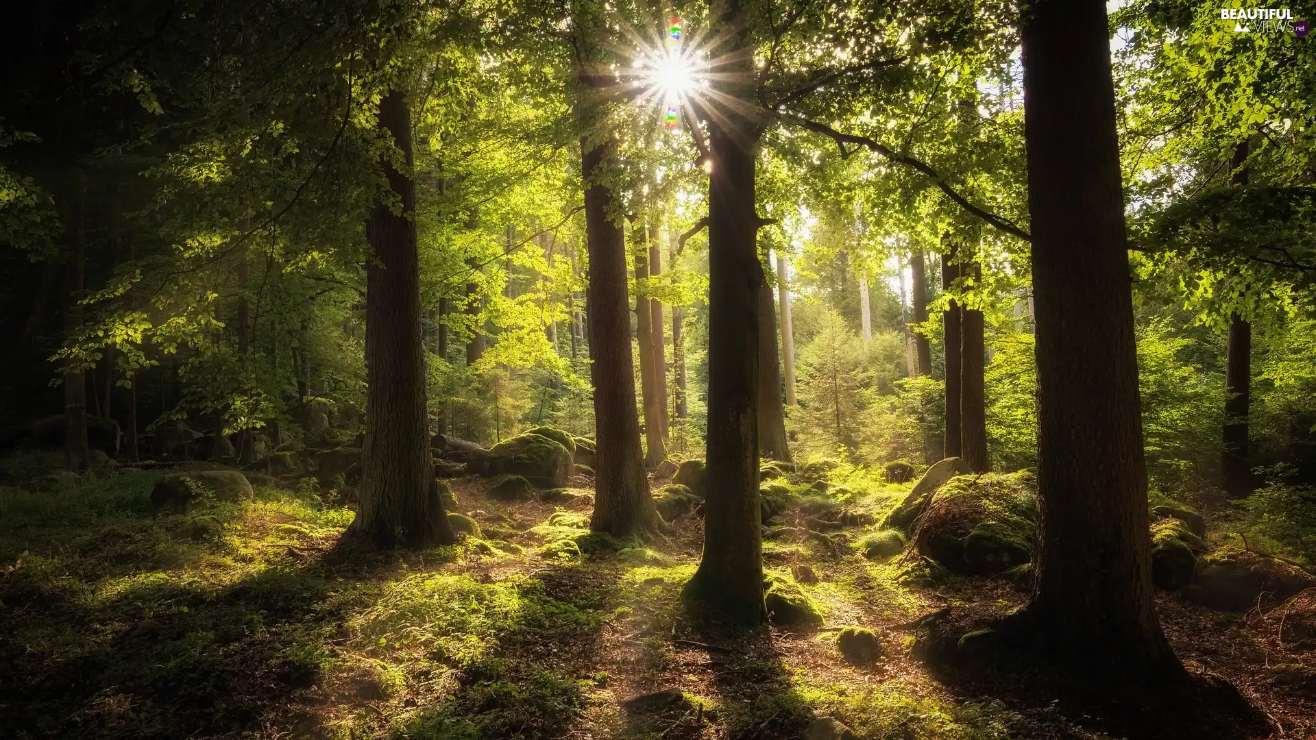 forest, viewes, rays of the Sun, trees