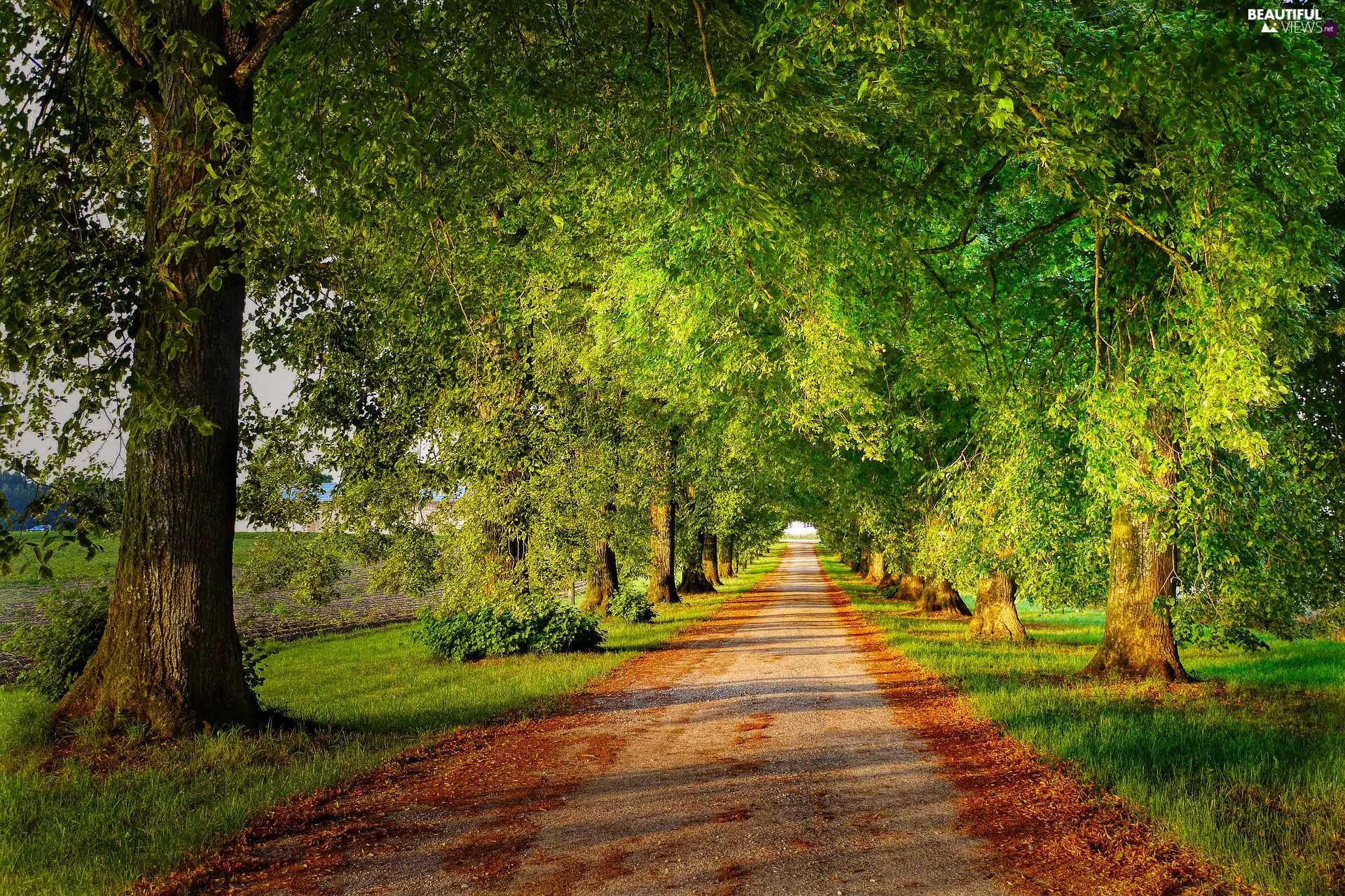viewes, Way, green ones, trees, alley