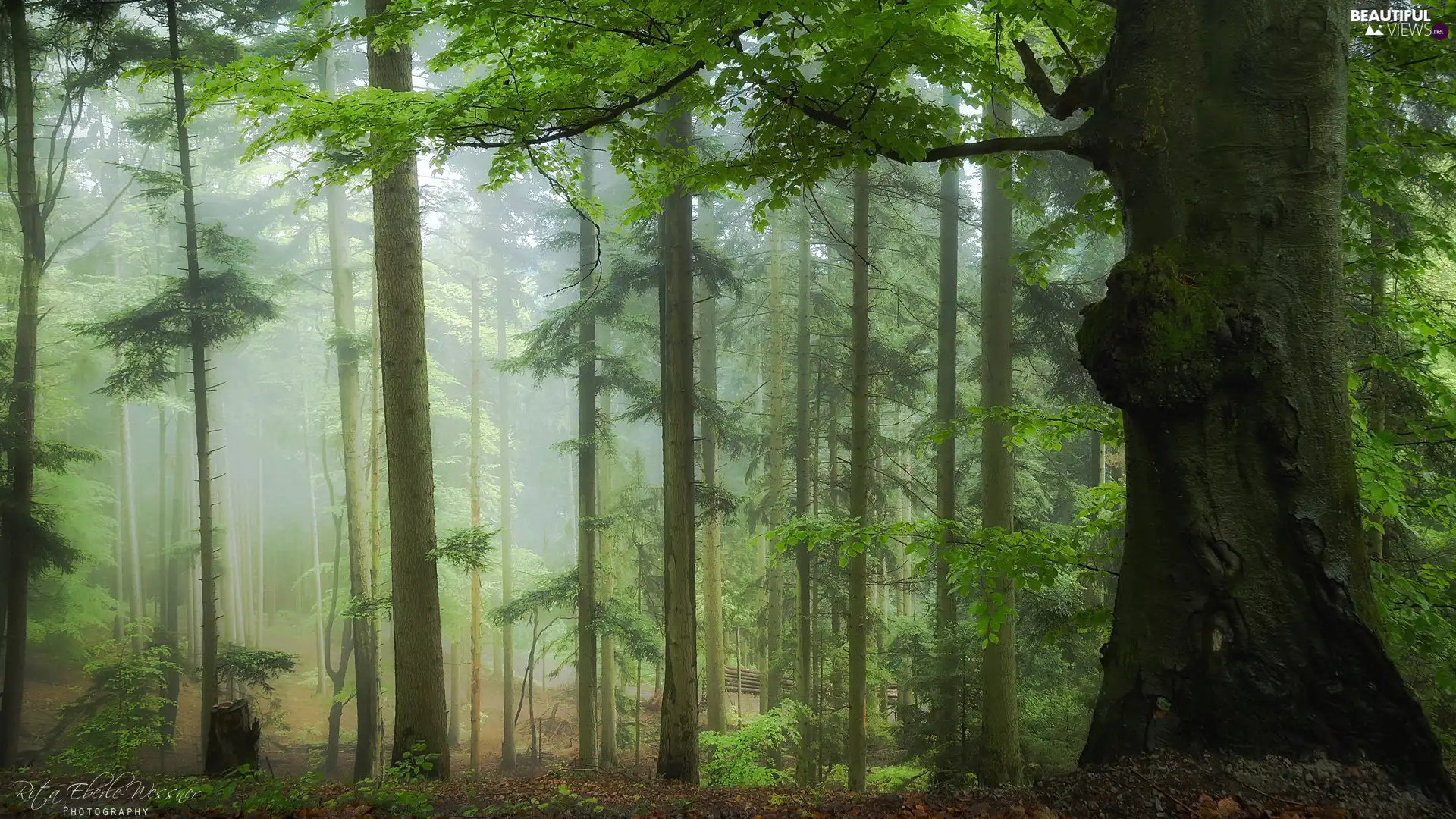 viewes, Fog, green ones, trees, forest