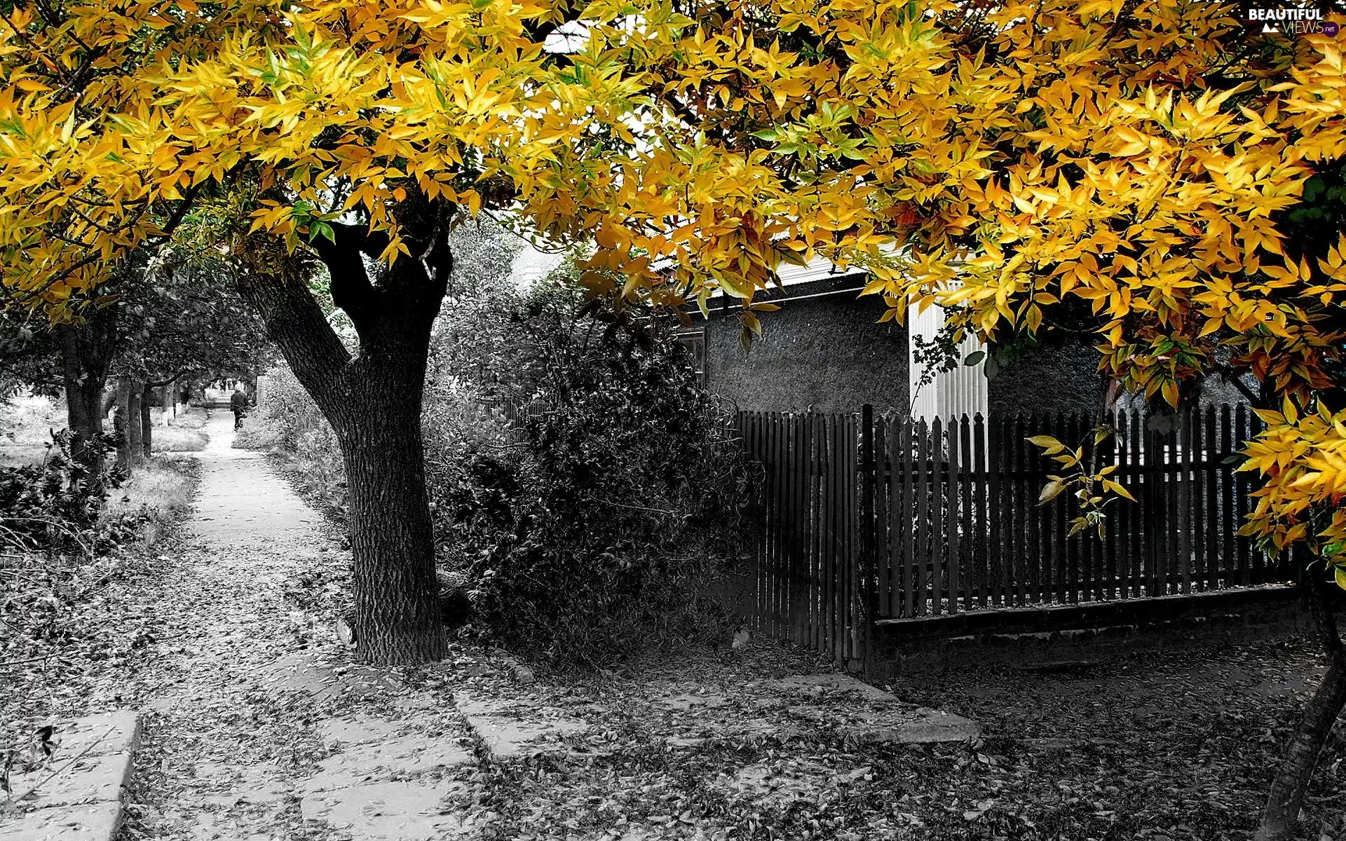 viewes, autumn, green ones, Leaf, yellow, trees