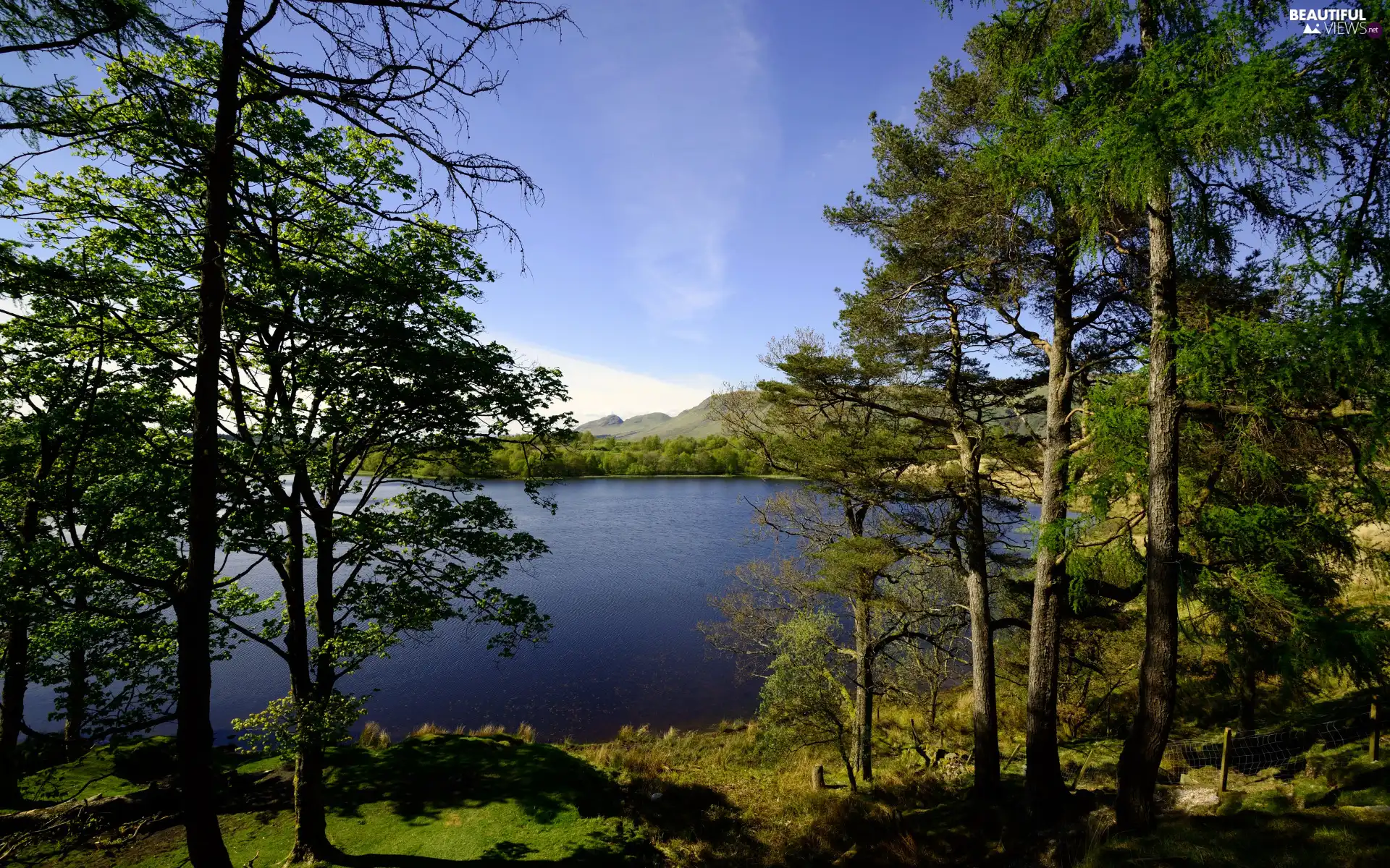 green ones, viewes, lake, trees