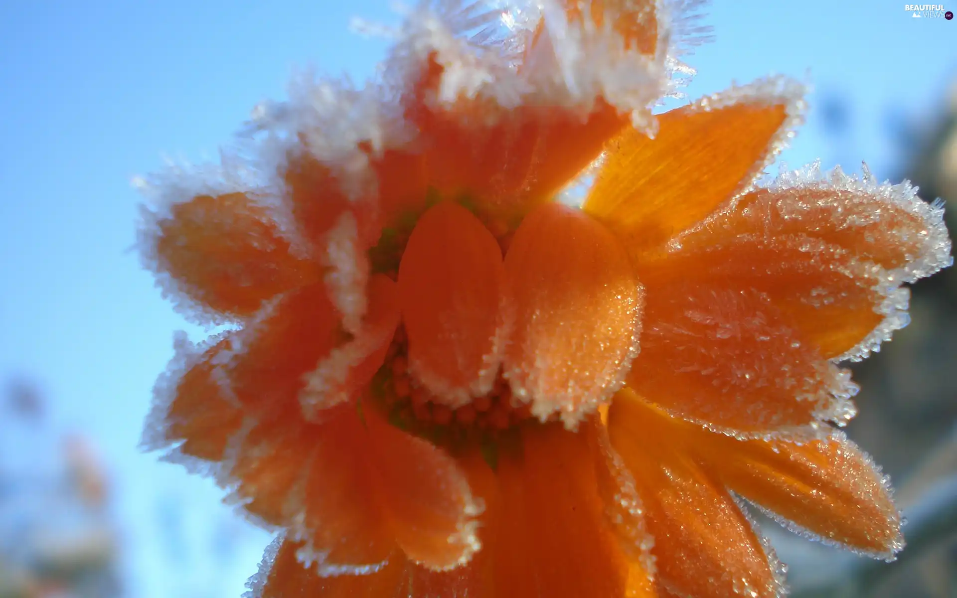 Colourfull Flowers, Frozen, Orange