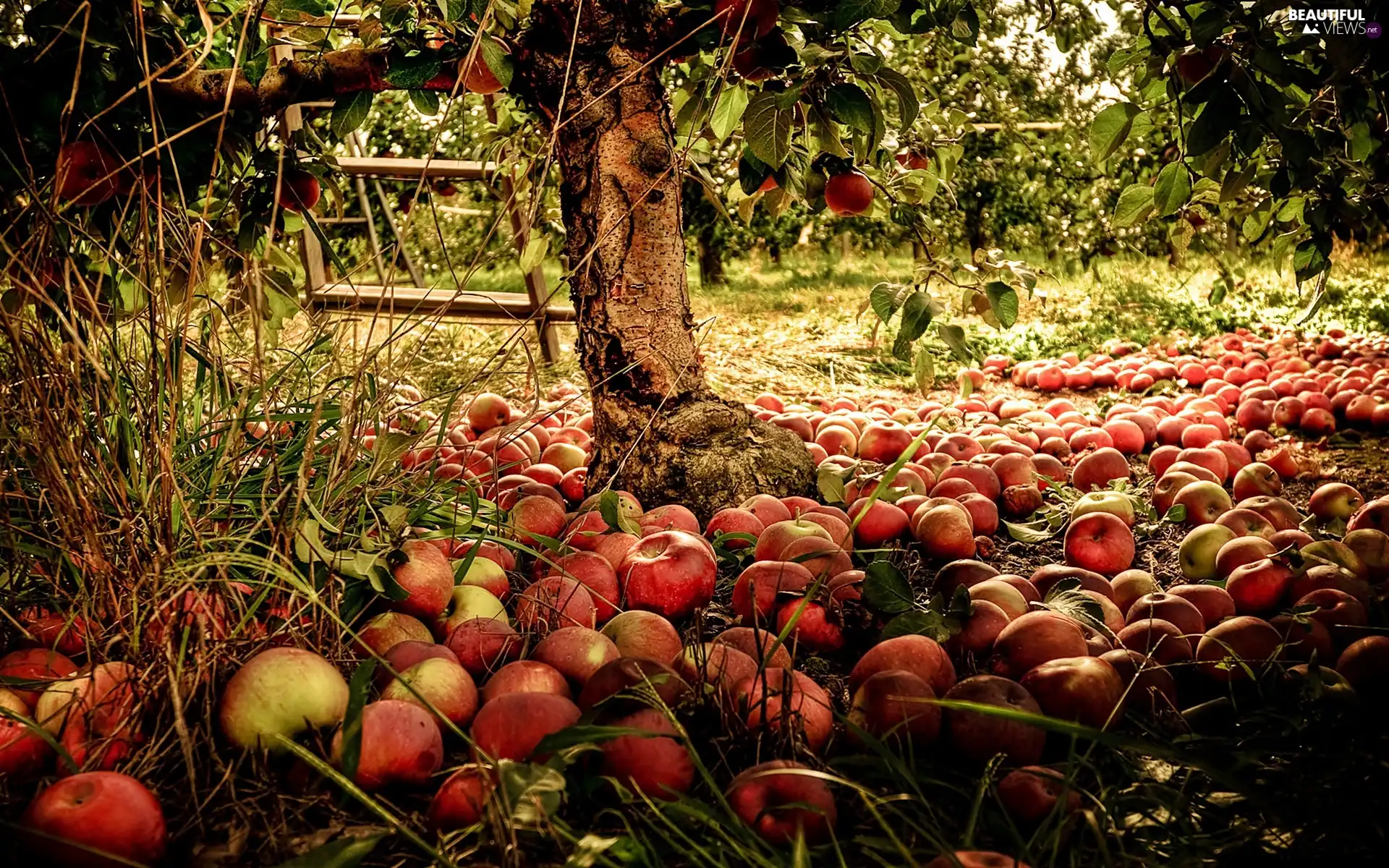 apples, apple-tree, orchard, Przebijające, luminosity, blur, sun, flash, ligh