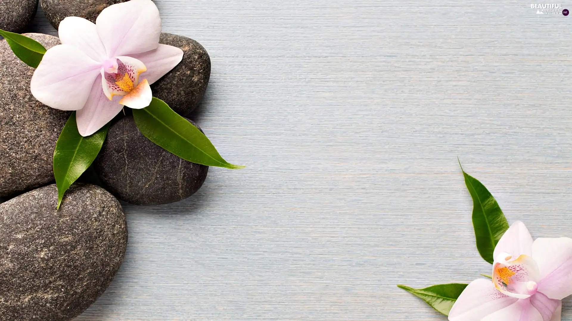 orchid, Stones, Flowers