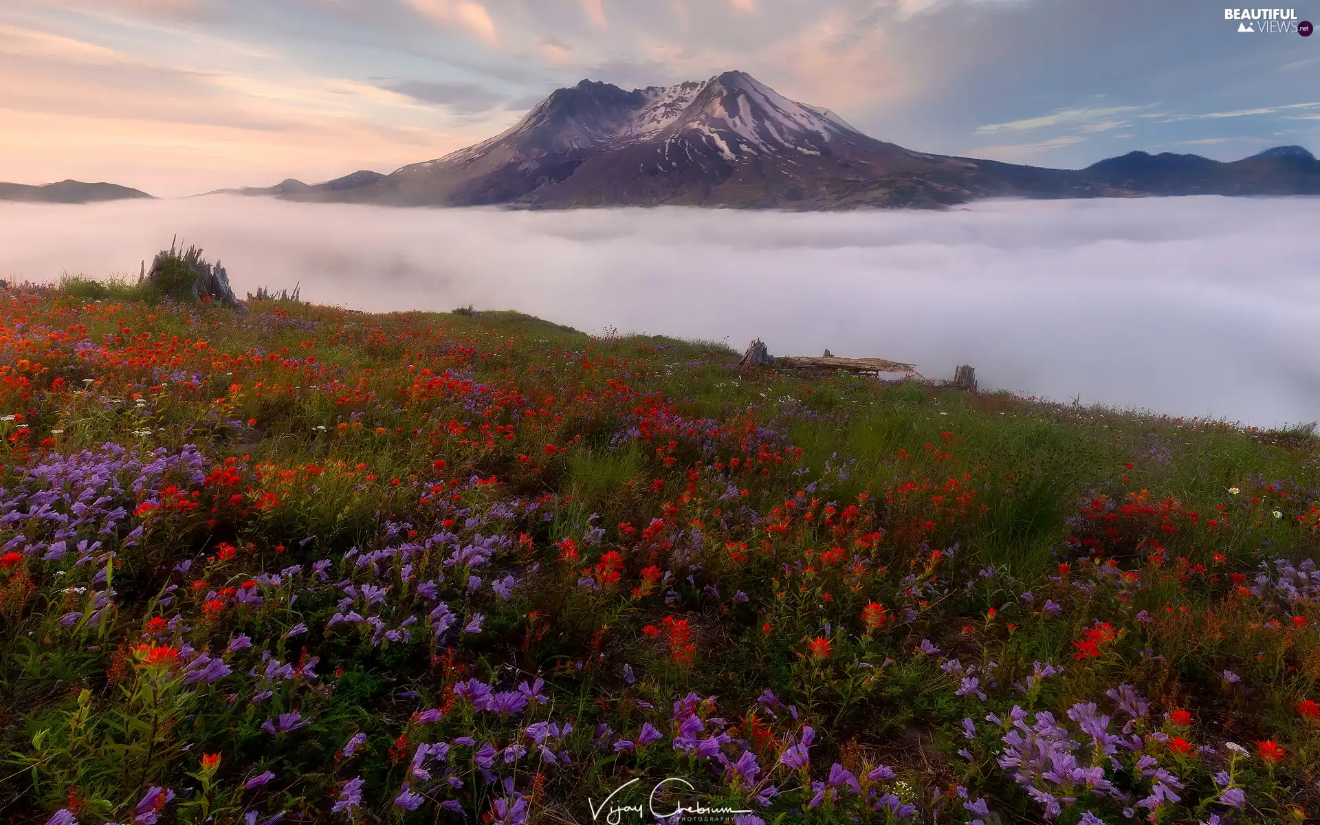 Volcano Mount St. Helens, Cascade Mountains, Meadow, Flowers, Washington State, The United States, Mountains, Fog, Indian Paintbrush