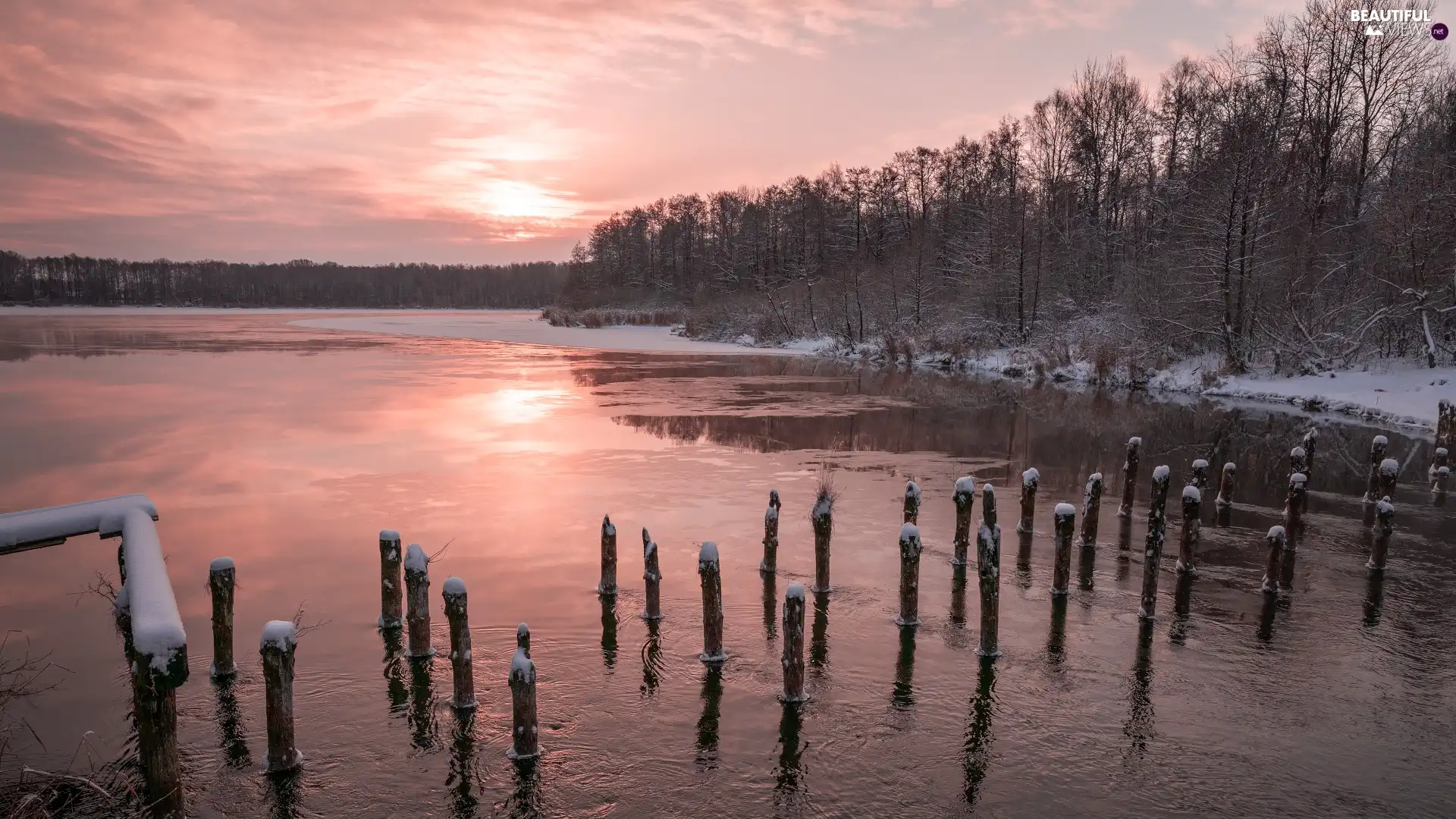 viewes, Pale, winter, trees, lake