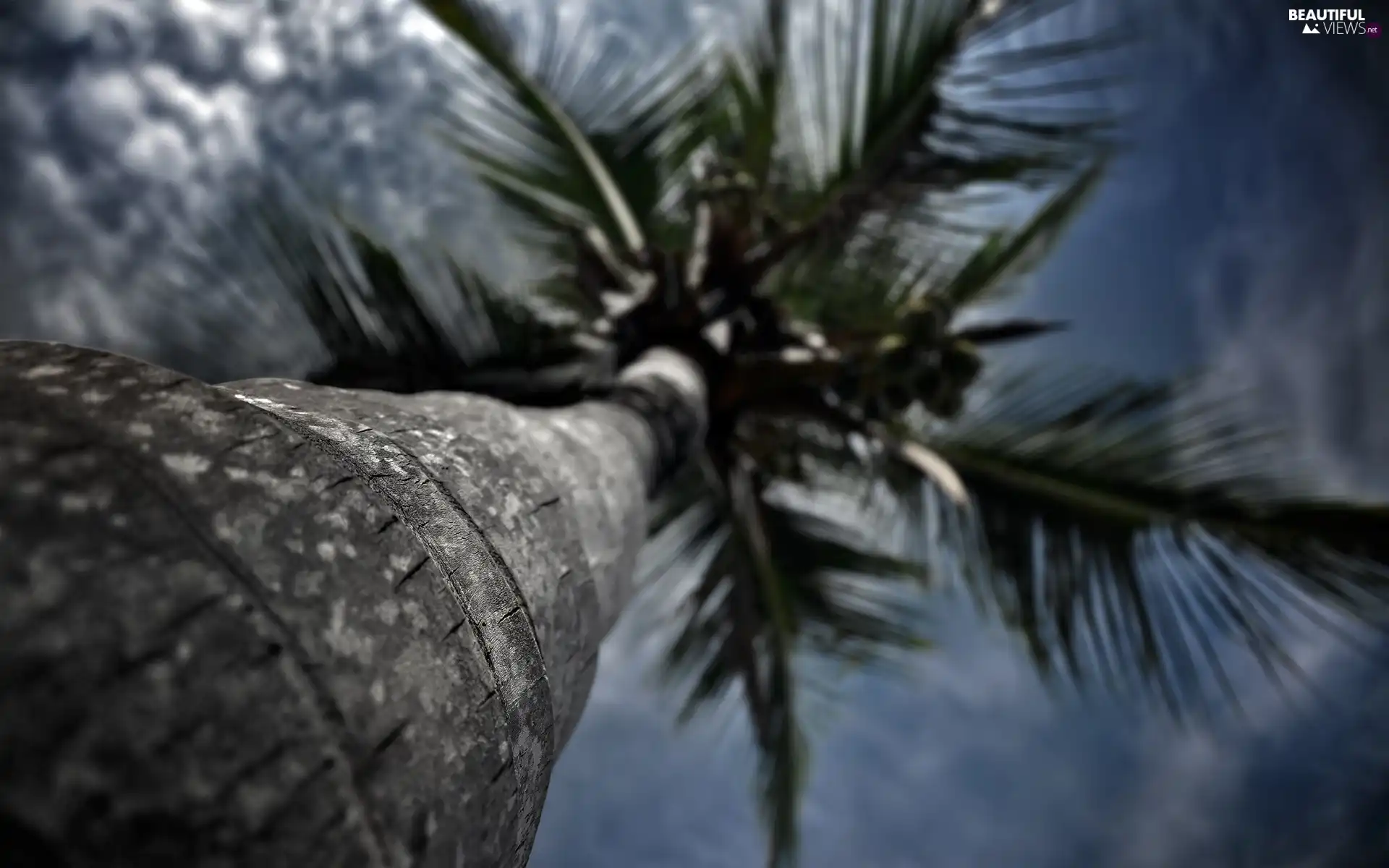 clouds, Palm