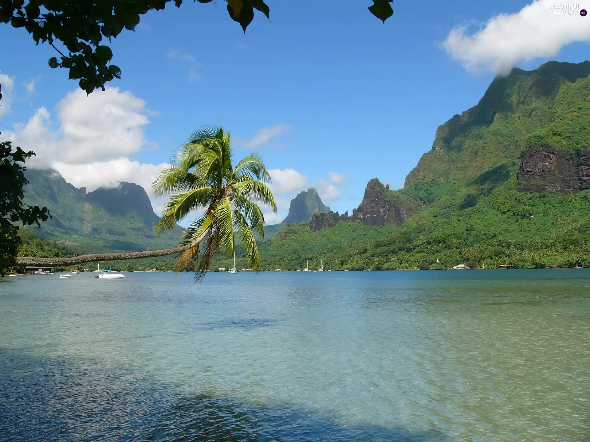 Gulf, Island, Palm, Mountains, water, Moorea