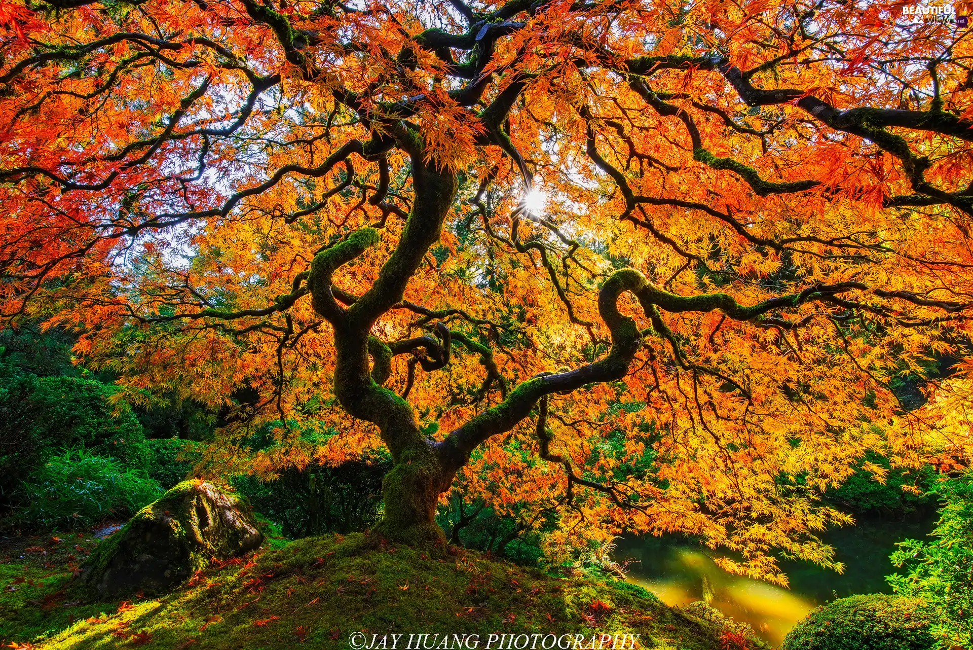 trees, autumn, rays of the Sun, Maple Palm