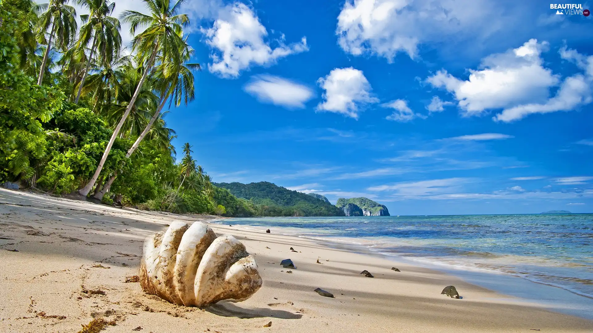 Palm, shell, Beaches, Mountains, sea