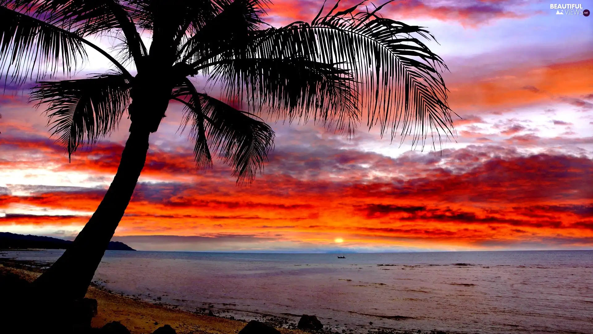 Great Sunsets, sea, Palm