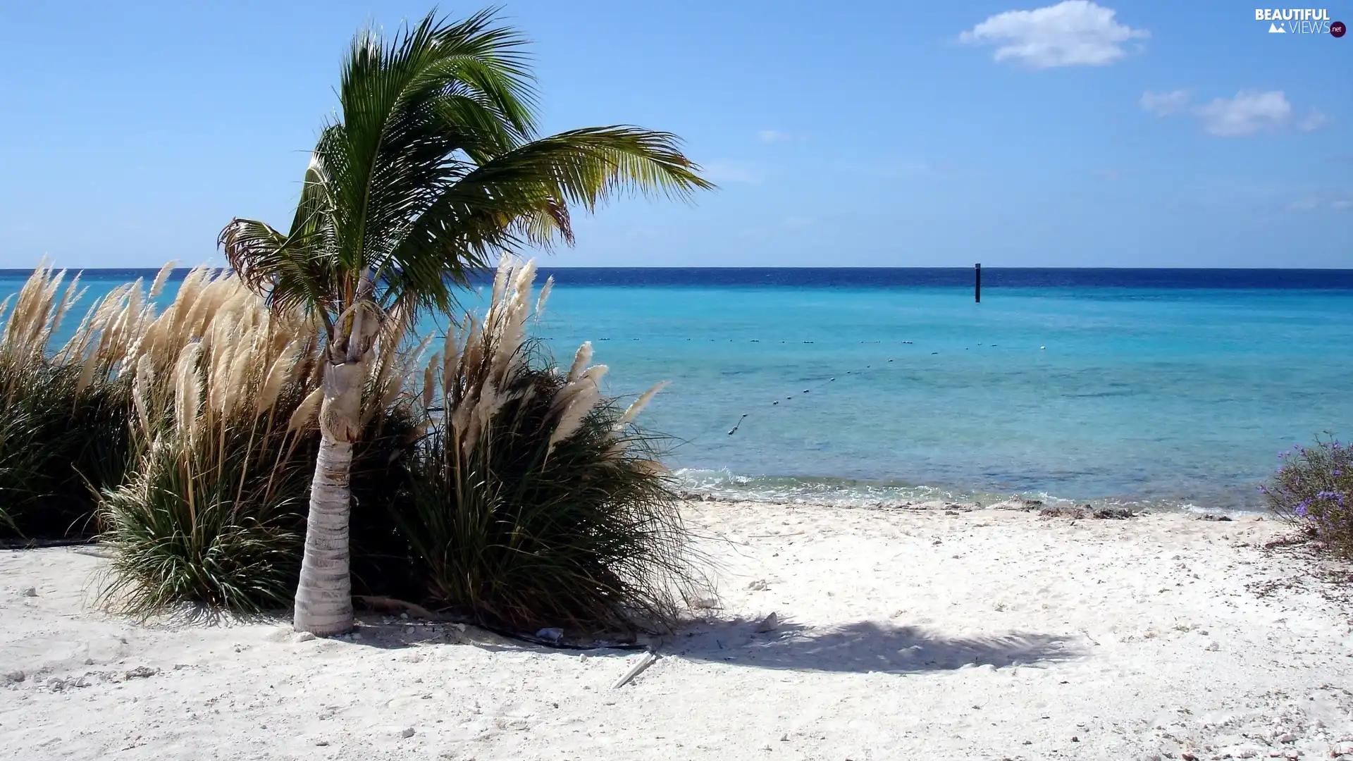 Palm, Beaches, water