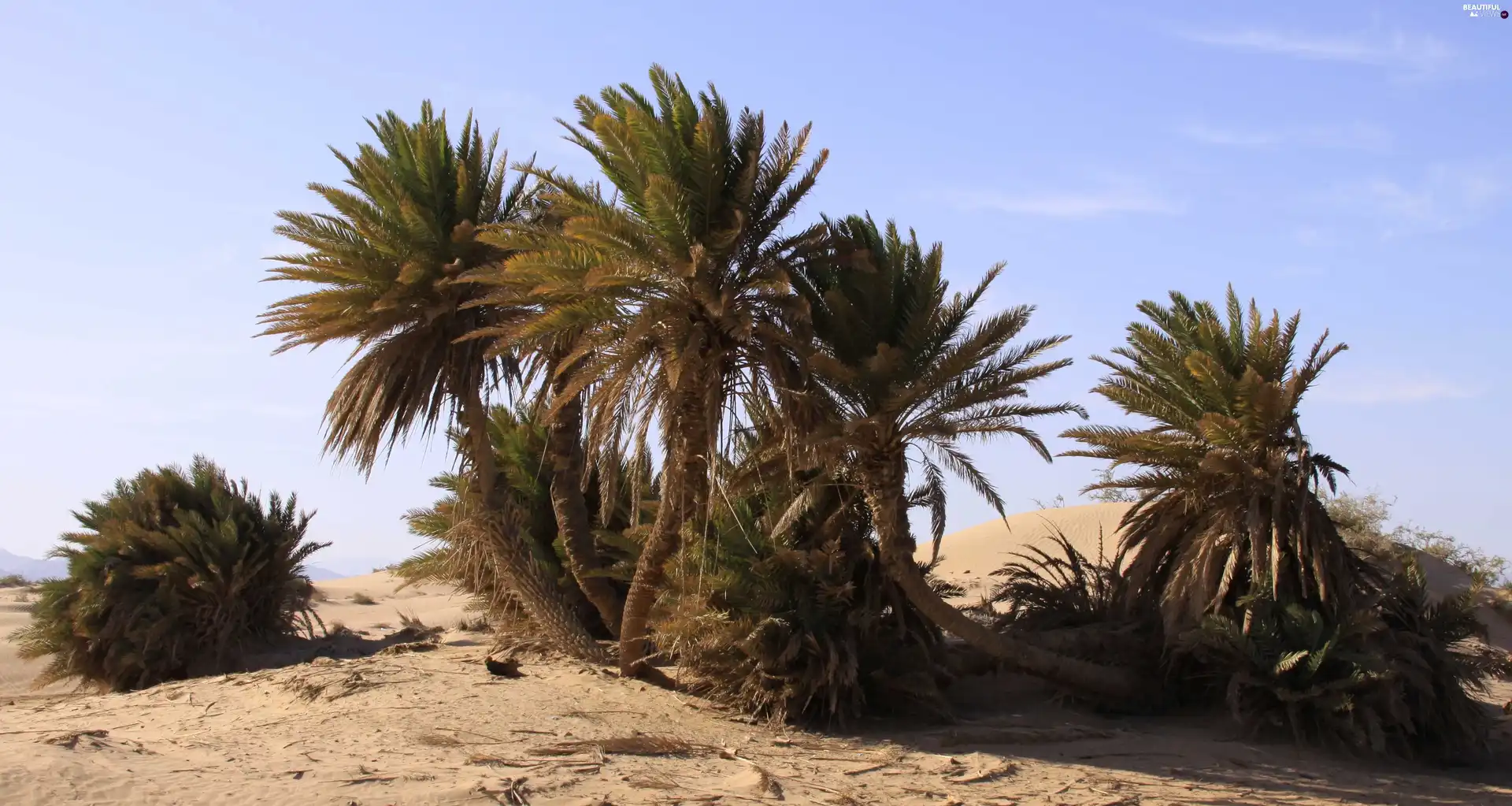 Palms, Desert, Beetle