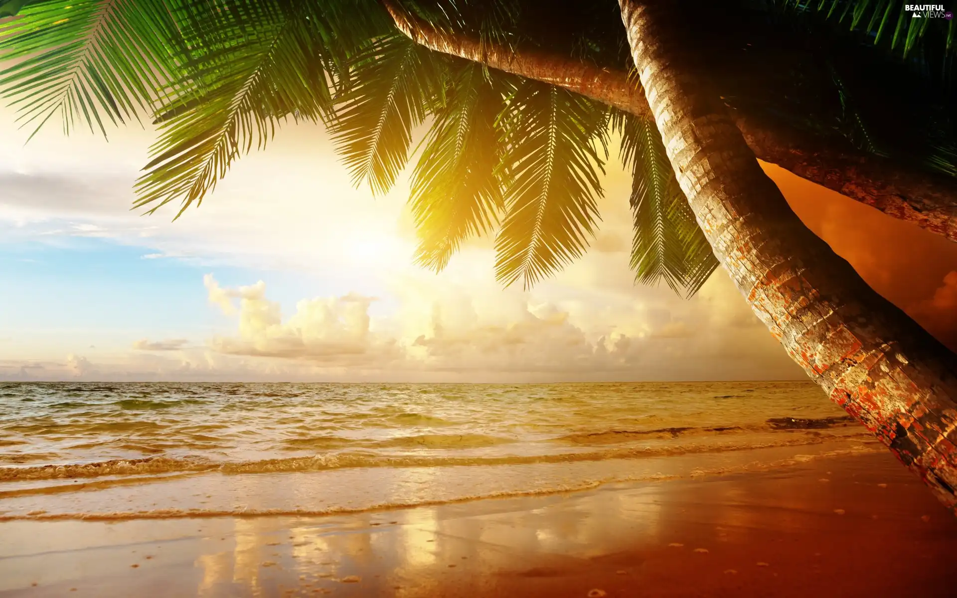 Palms, sea, clouds