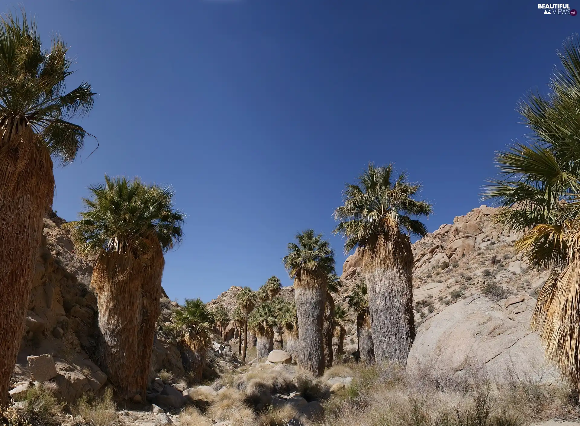 Desert, Palms