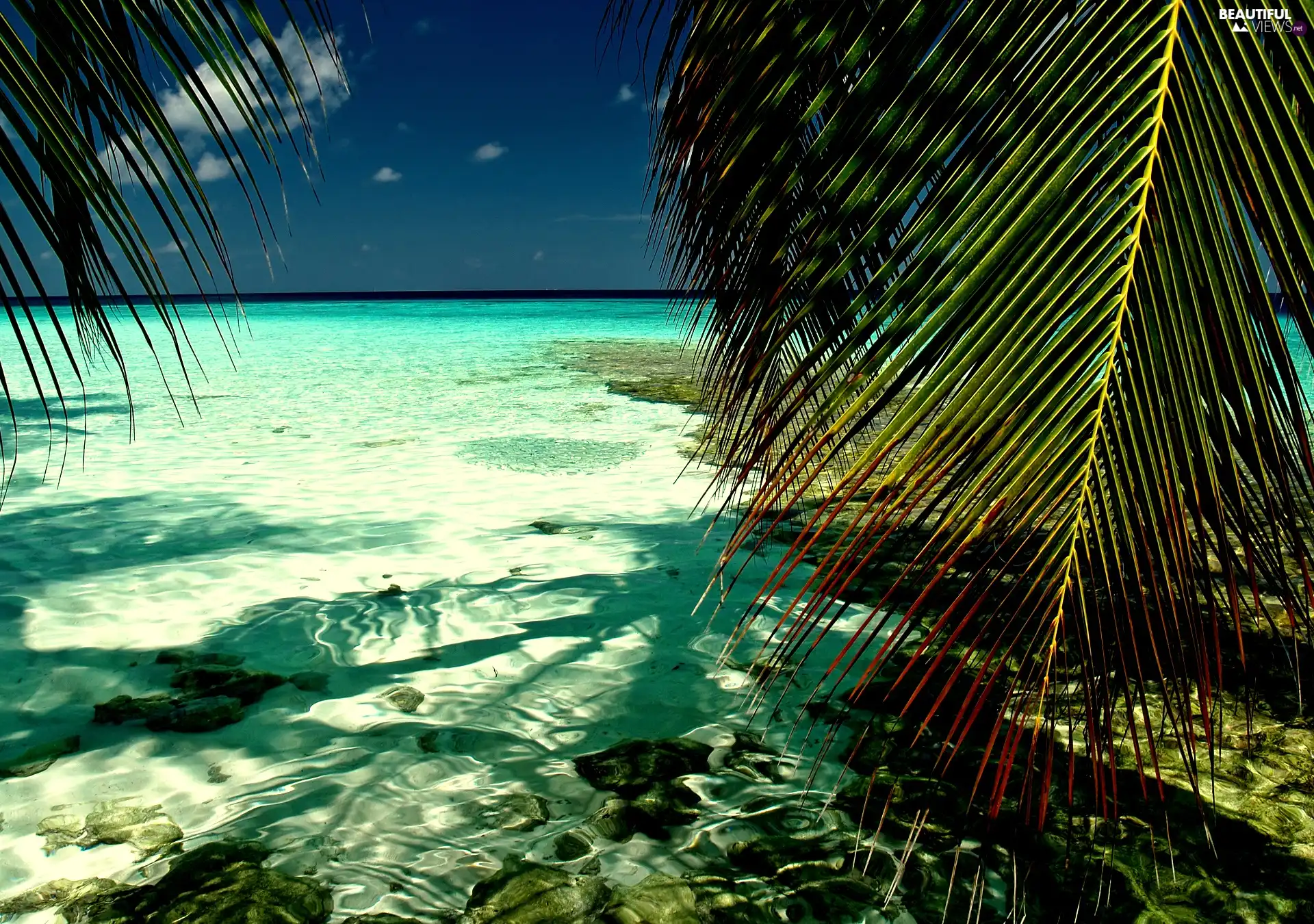 Palms, sea, Island