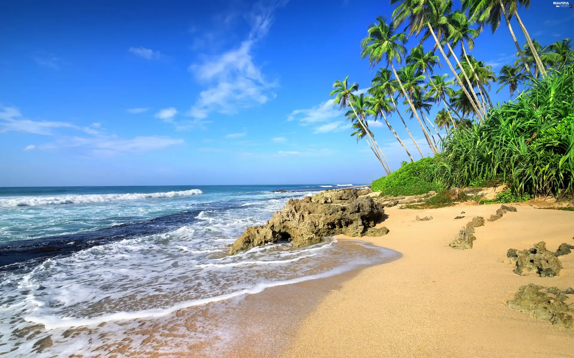 rocks, Palms, sea, Waves, Beaches