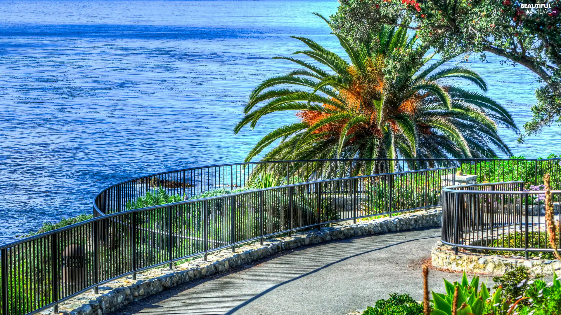 sea, terrace, fence, Palms