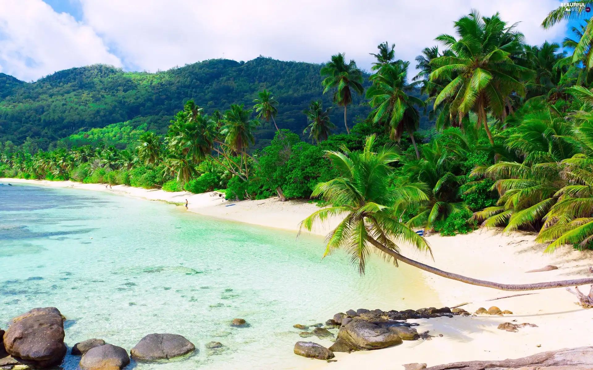 Stones, Beaches, Palms, sea