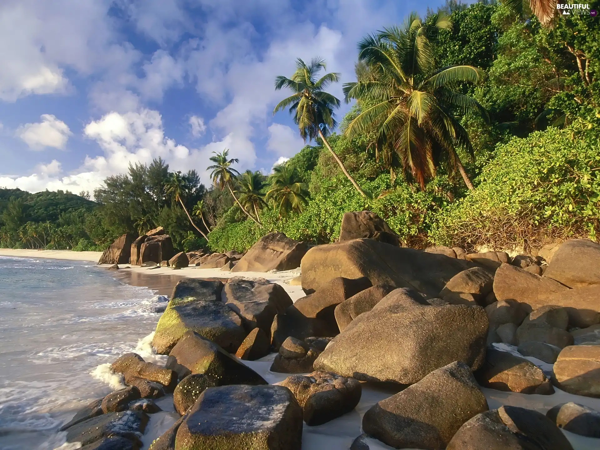 Palms, Coast, Stones