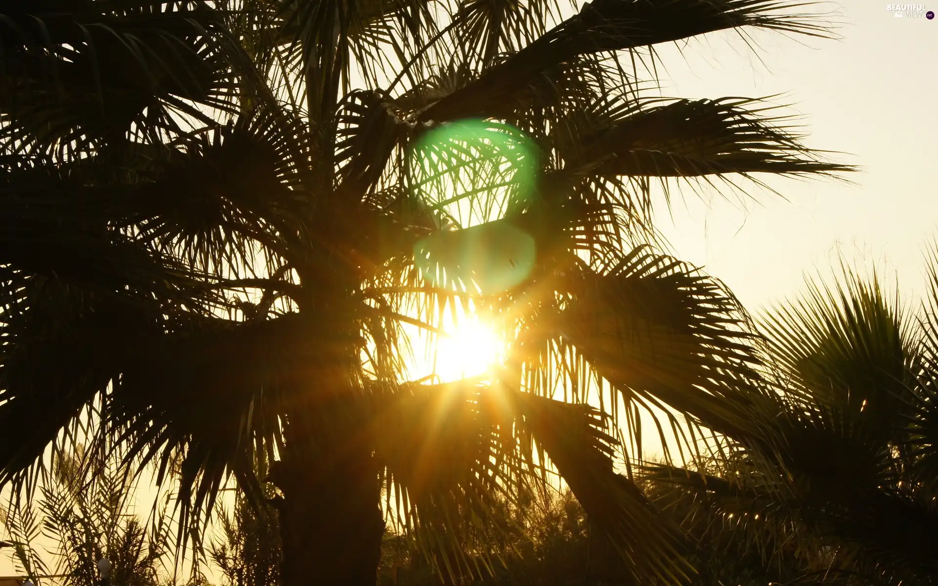 Palms, west, sun