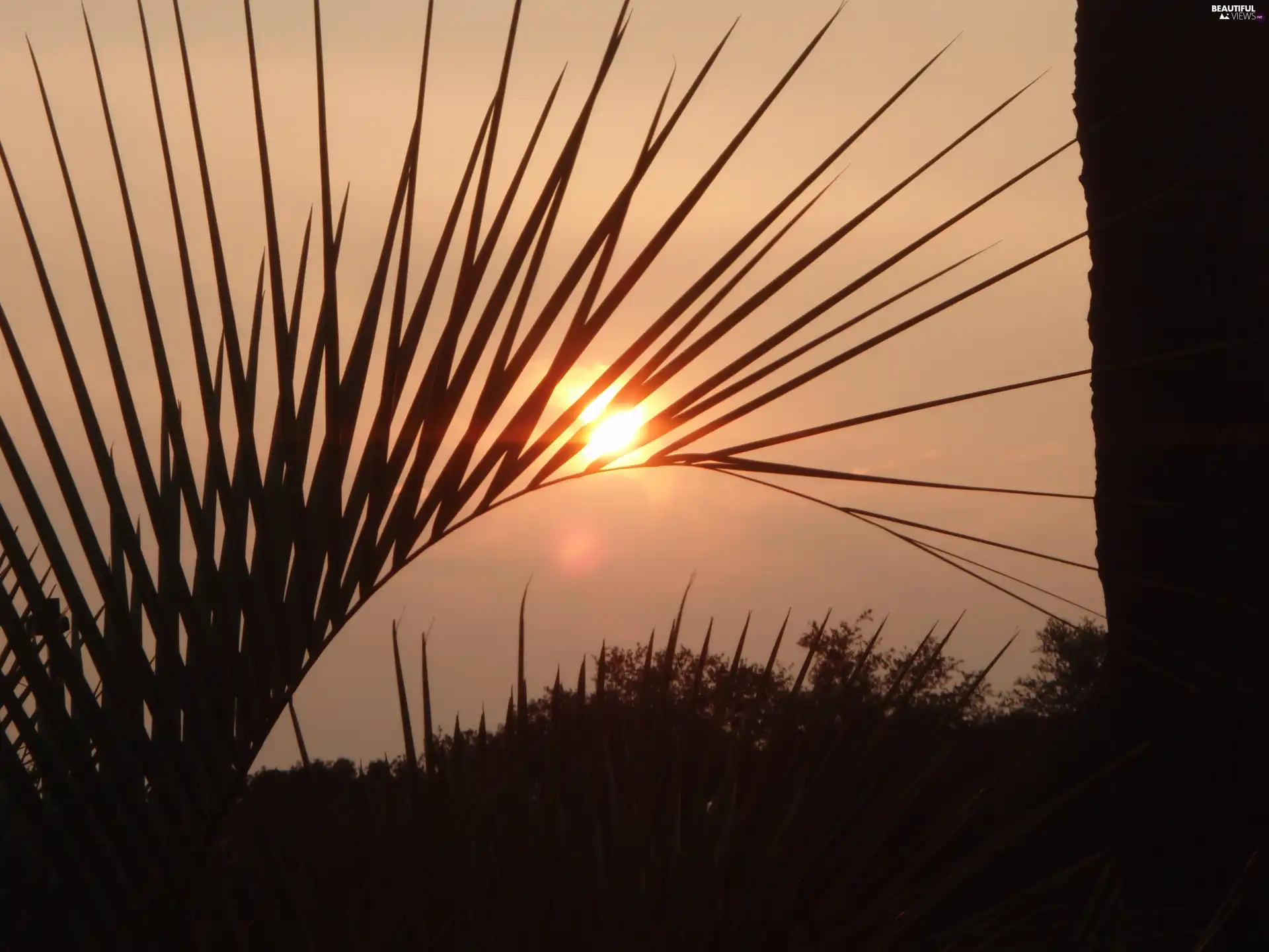 west, Leaf, Palms, sun