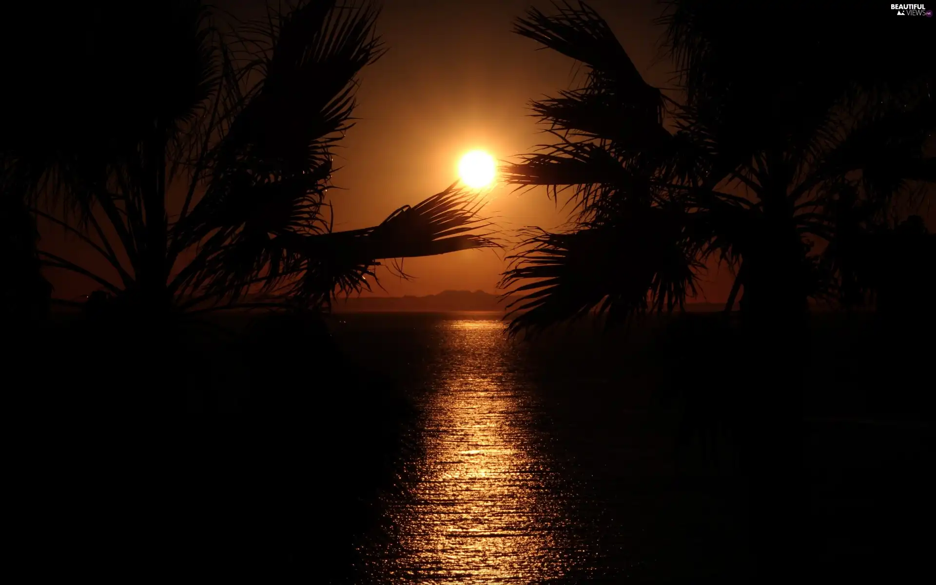 west, sea, Palms, sun