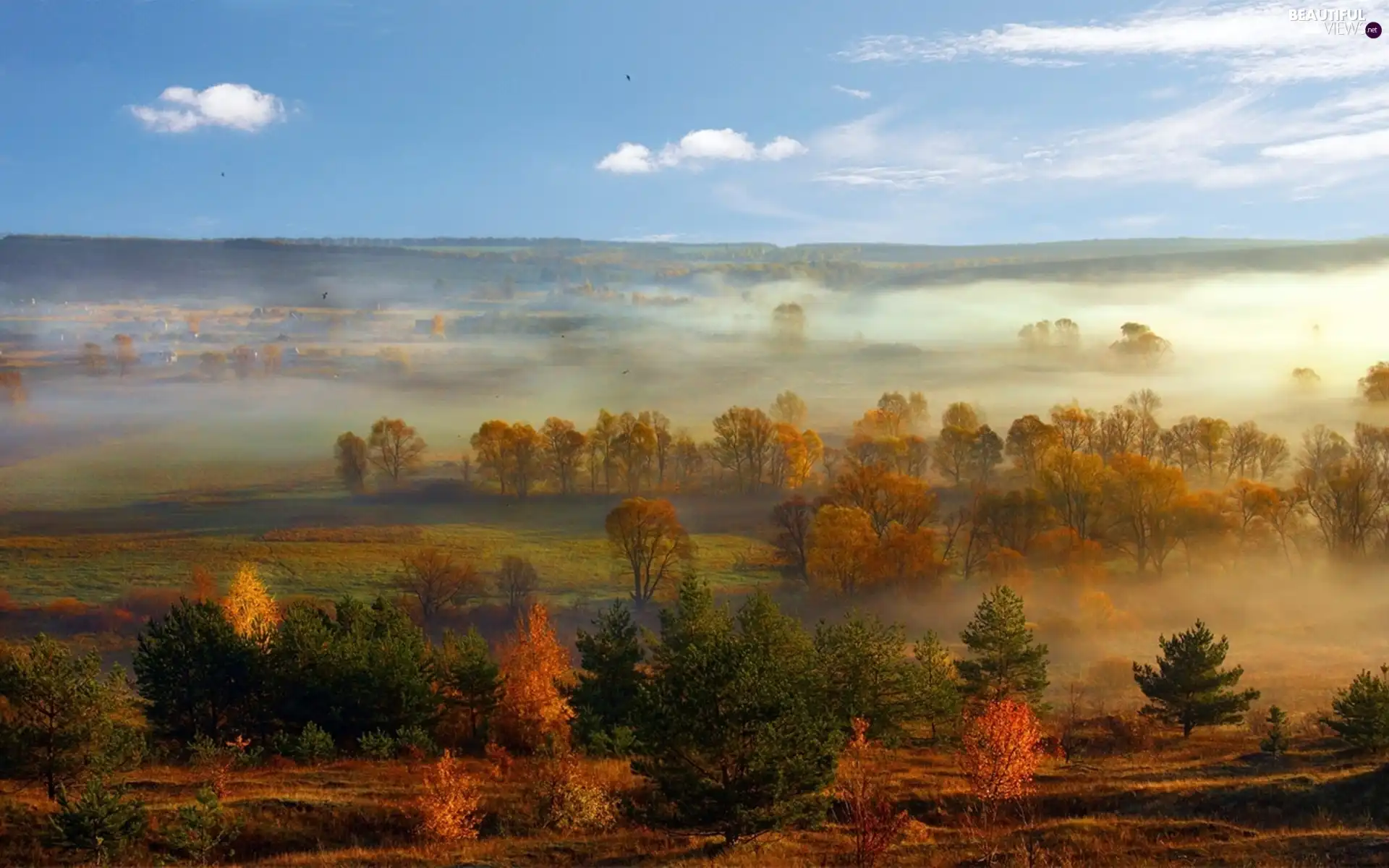 viewes, field, panorama, autumn, Fog, trees