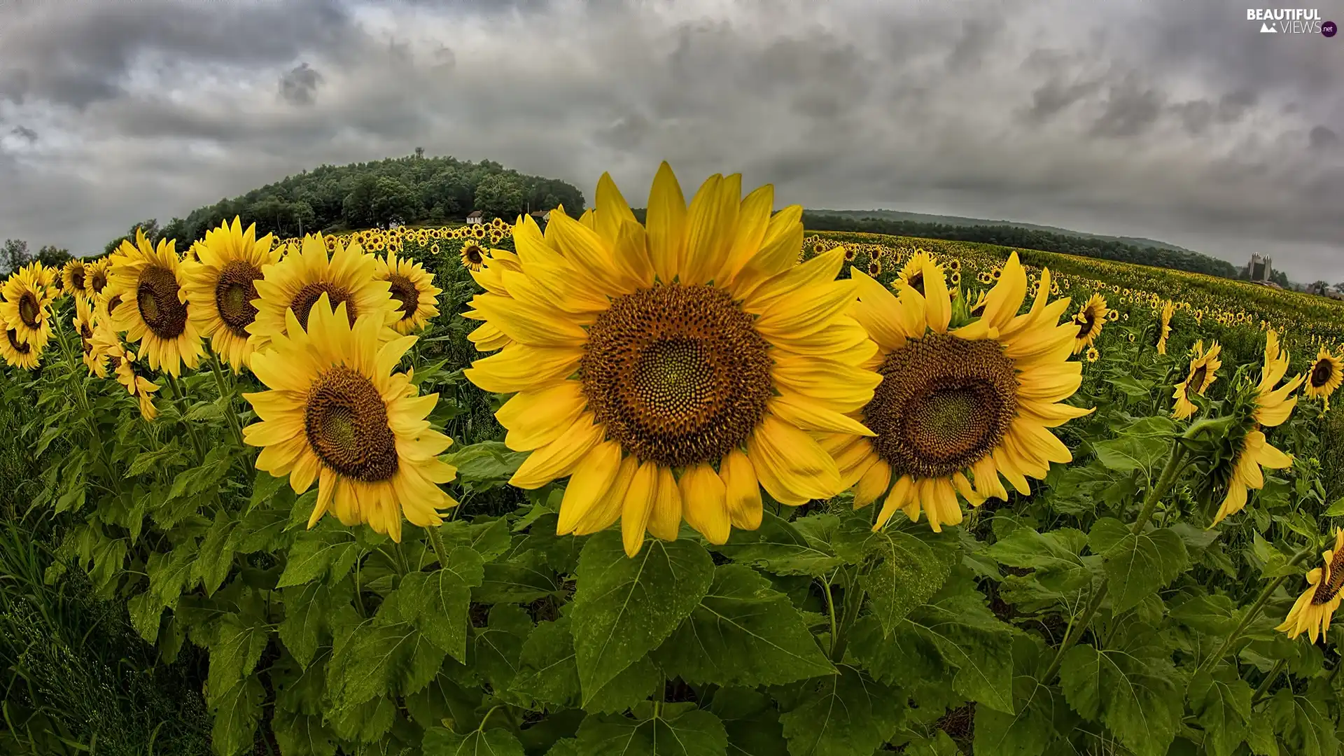 Field, clouds, panorama, sunflowers