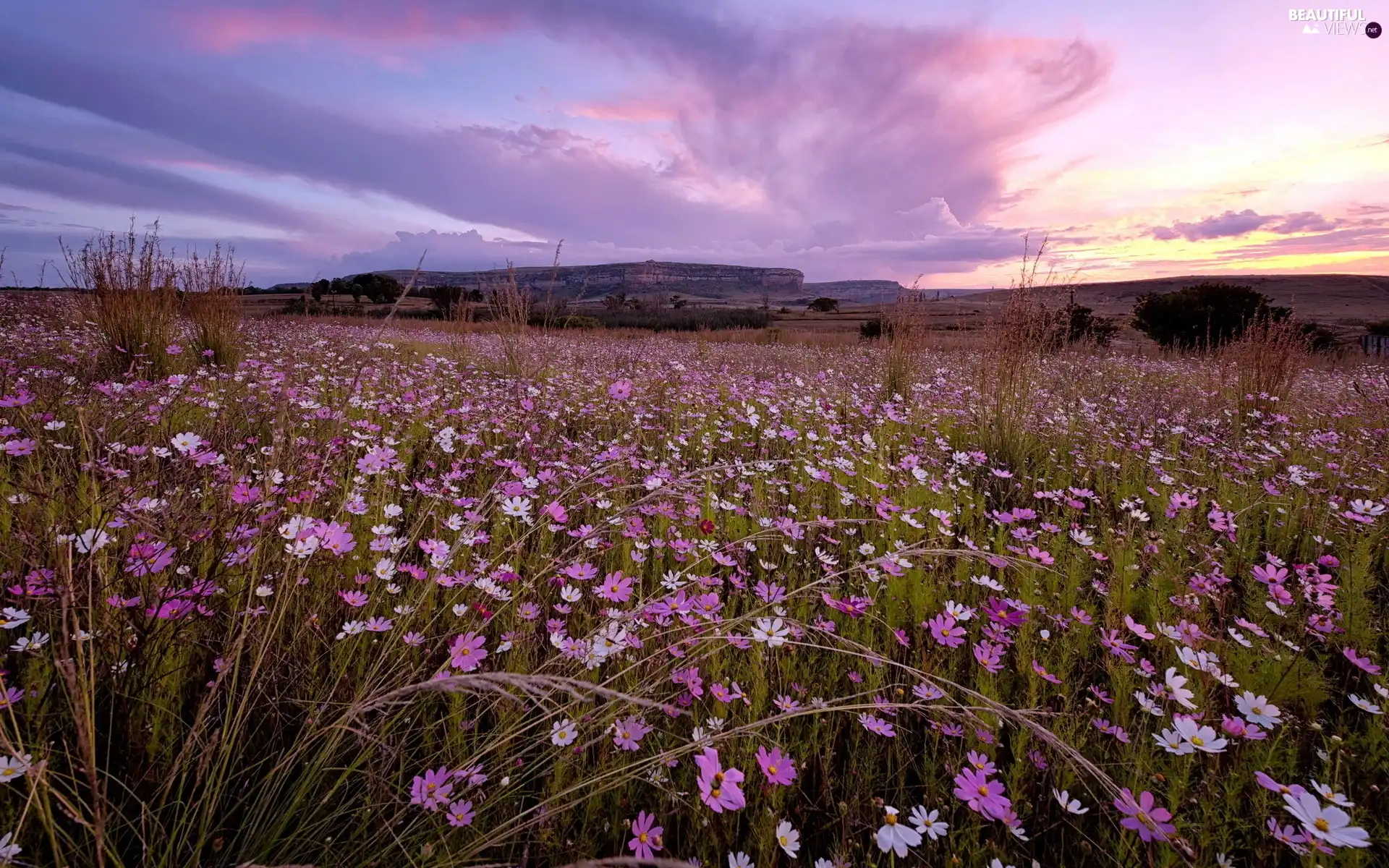 Meadow, Mountains, panorama, Flowers